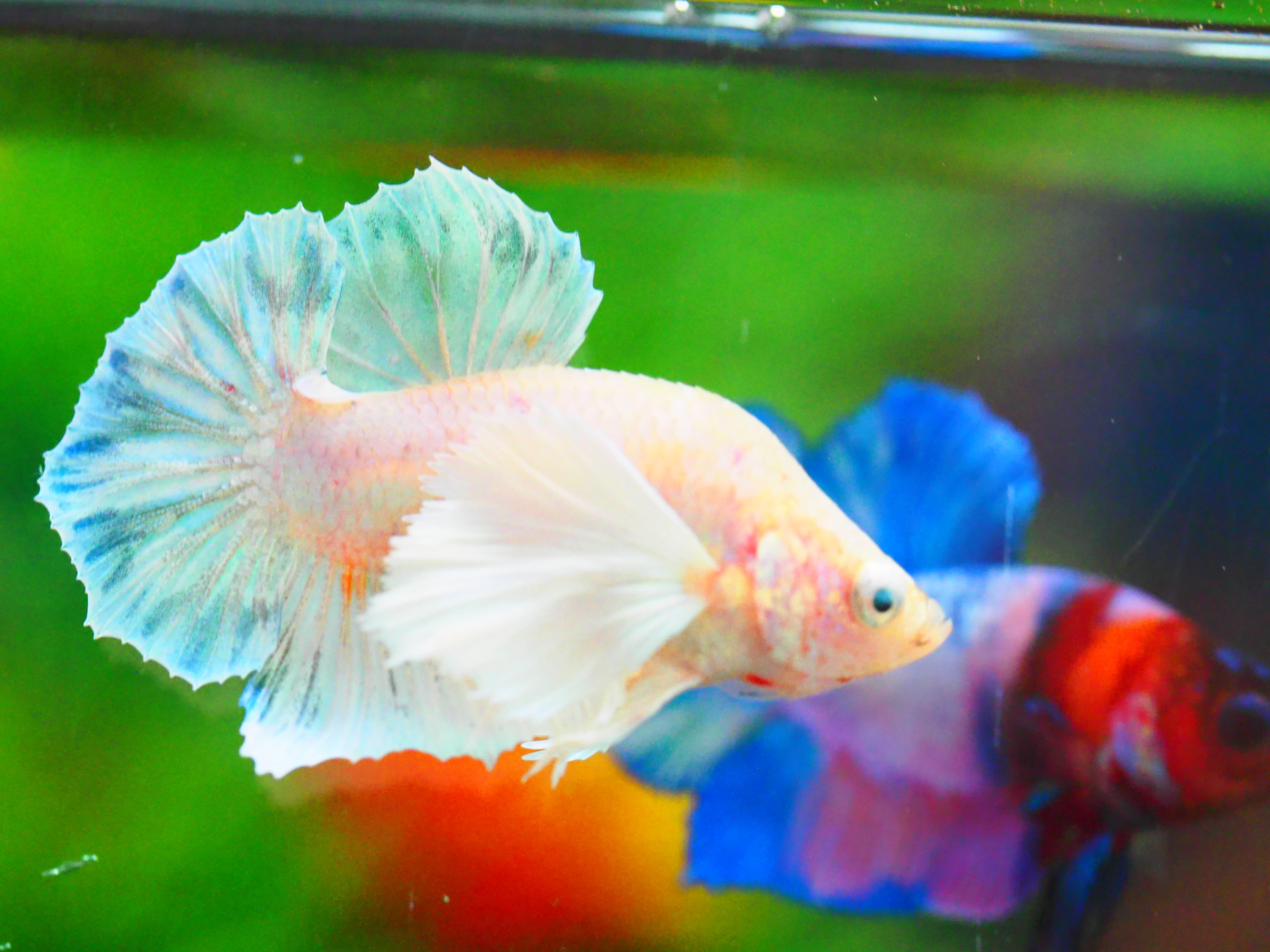 HMPK DUMBO MALE GRADE