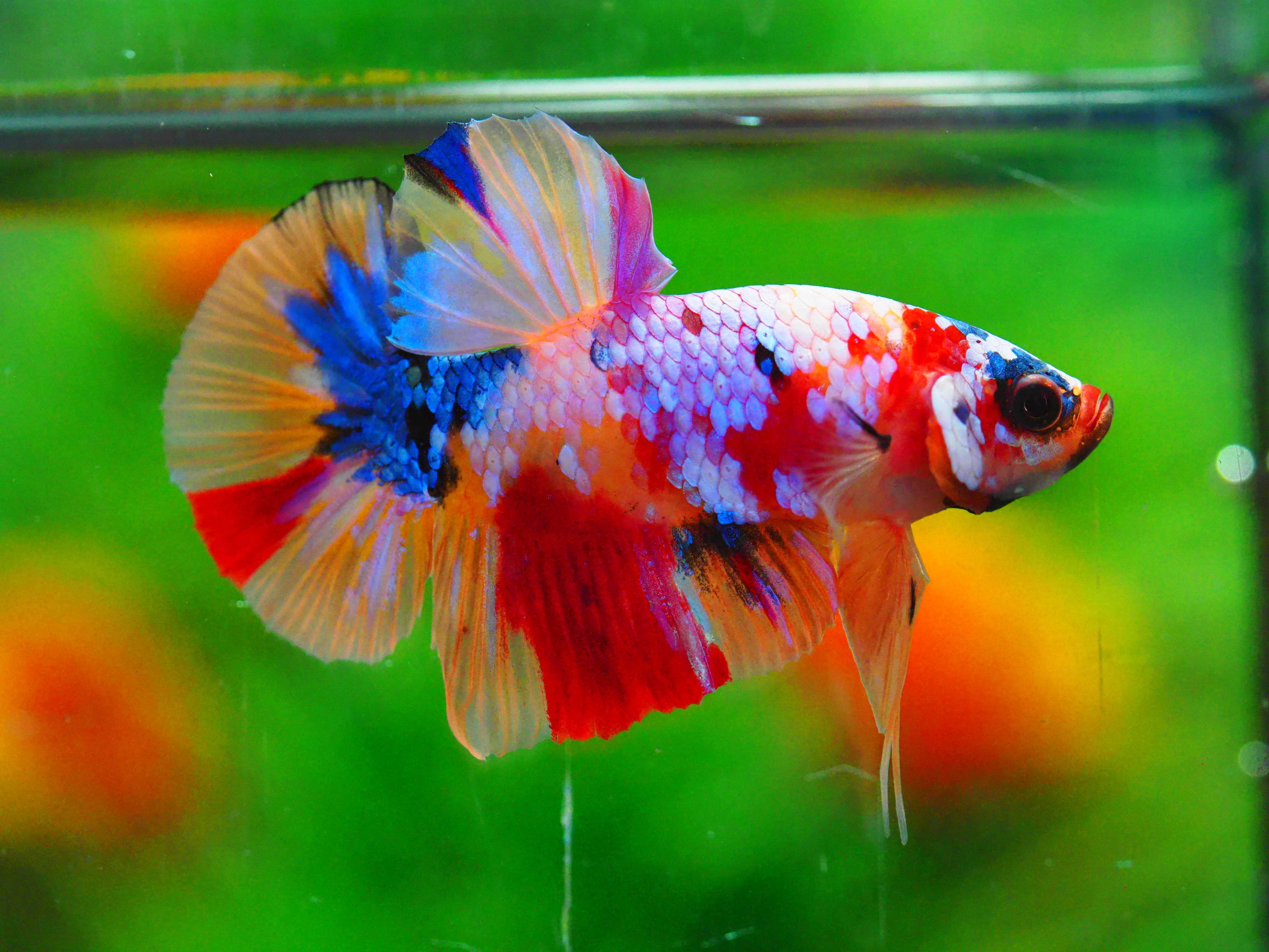 HMPK NEMO GALAXY MALE GRADE A +++