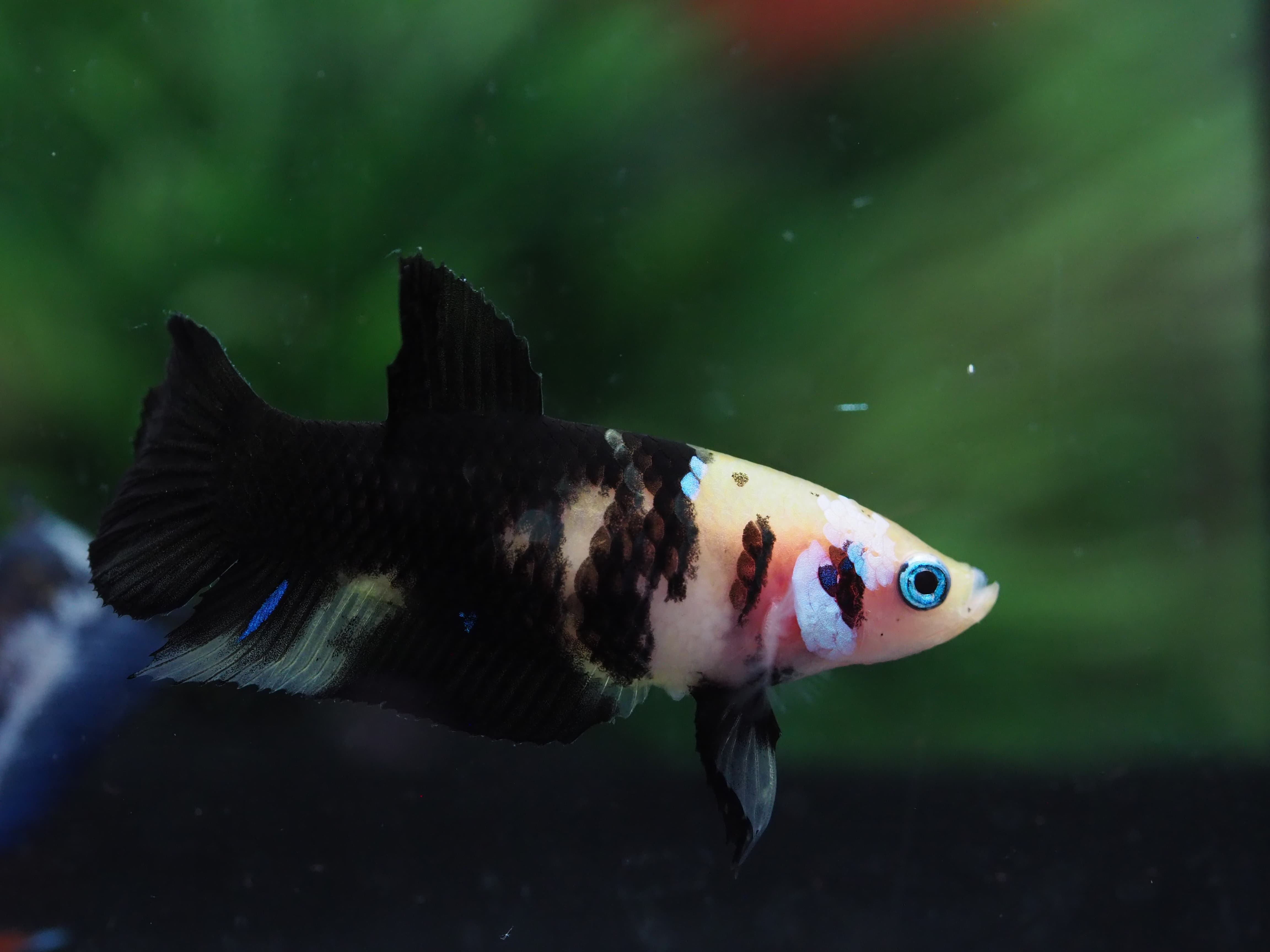 HMPK KOI GALAXY FEMALE GRADE A+++