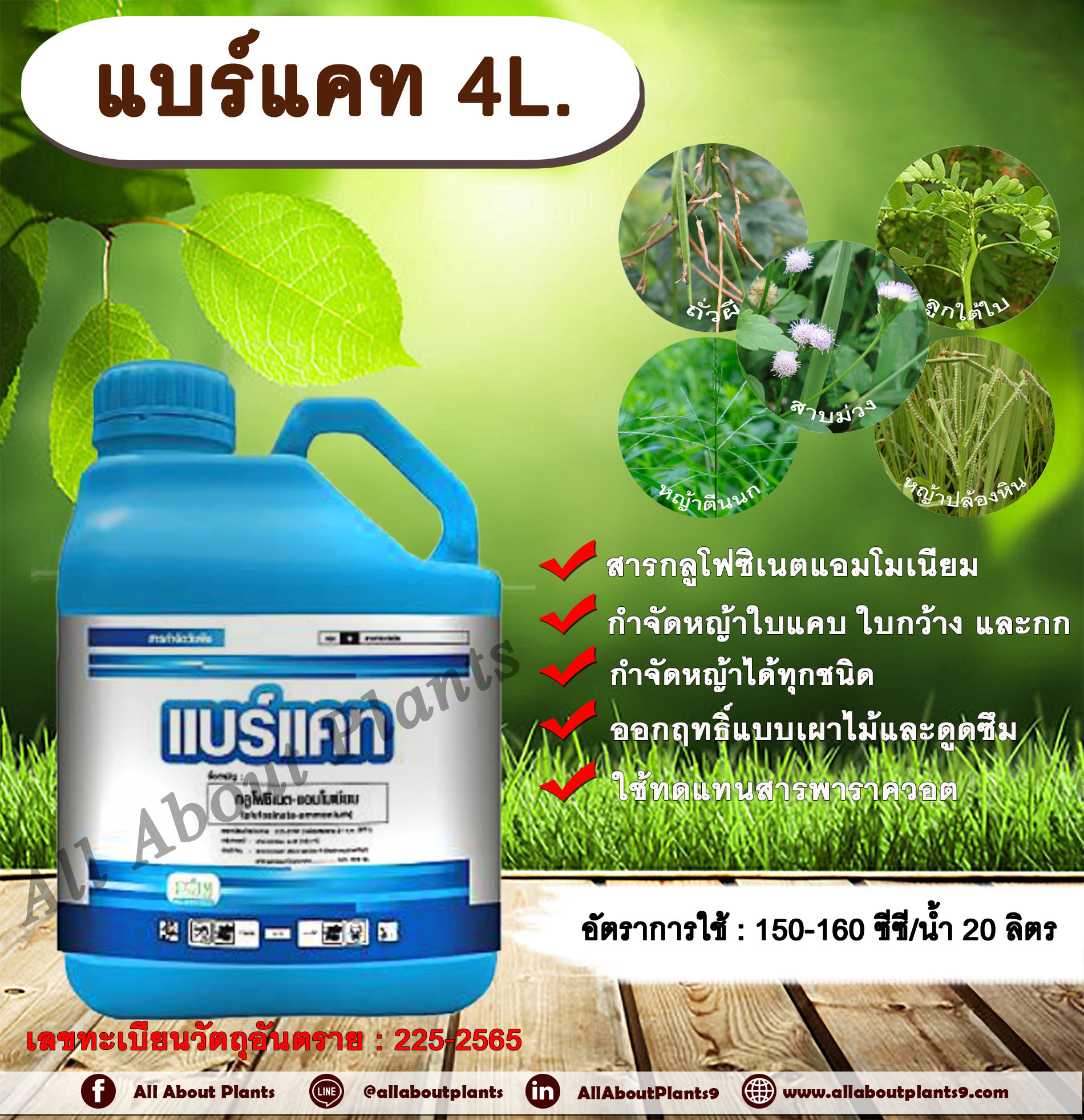 แบร์แคท 4L. กลูโฟซิเนตแอมโมเนียม สารกำจัดวัชพืช กำจัดหญ้าใบแคบ ใบกว้าง กก หญ้าทุกชนิด ออกฤทธิ์แบบผไหม้และดูดซึม กระติก