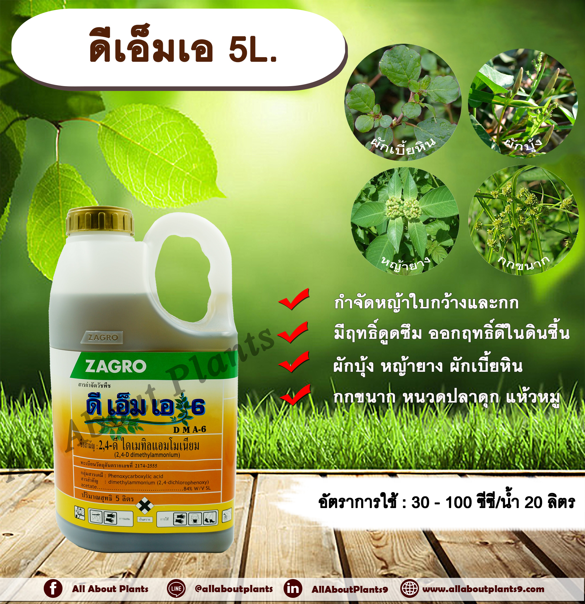 ดีเอ็มเอ 5L. 24ดี ไดเมทิลแอมโมเนียม ทูโฟดี สารกำจัดหญ้า กำจัดวัชพืช แบบดูดซึม ใบกว้าง และกก กำจัดหญ้ายาง ผักบุ้ง ผักโขม ผักเบี้ยหิน เครือ สะอึก กกขนาก แห้วหมู หนวดปลาดุก allaboutplants ชิ้น