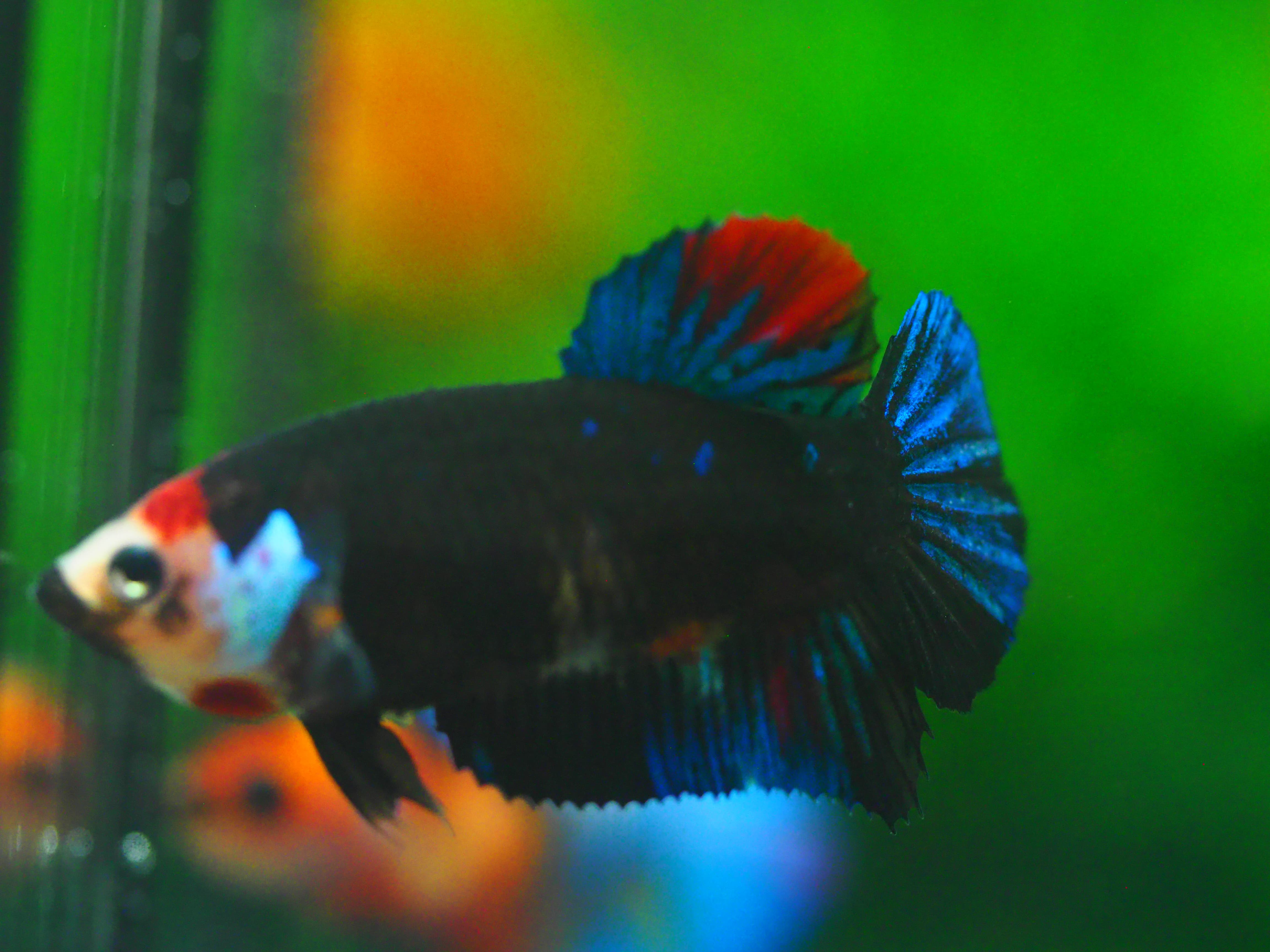 HMPK KOI GALAXY FNMALE GRADE A +++