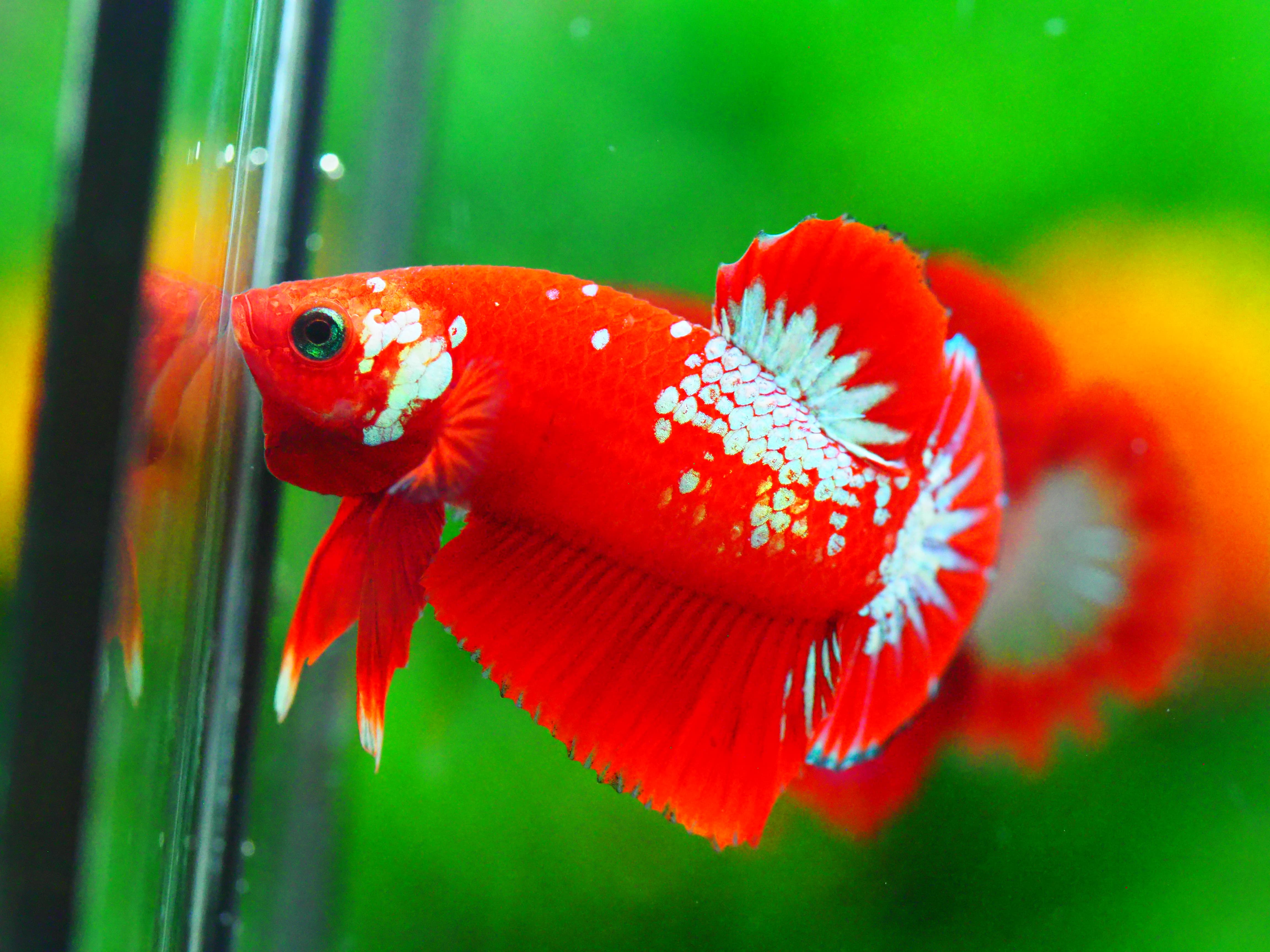 HMPK HELLBOY MALE GRADE A +++