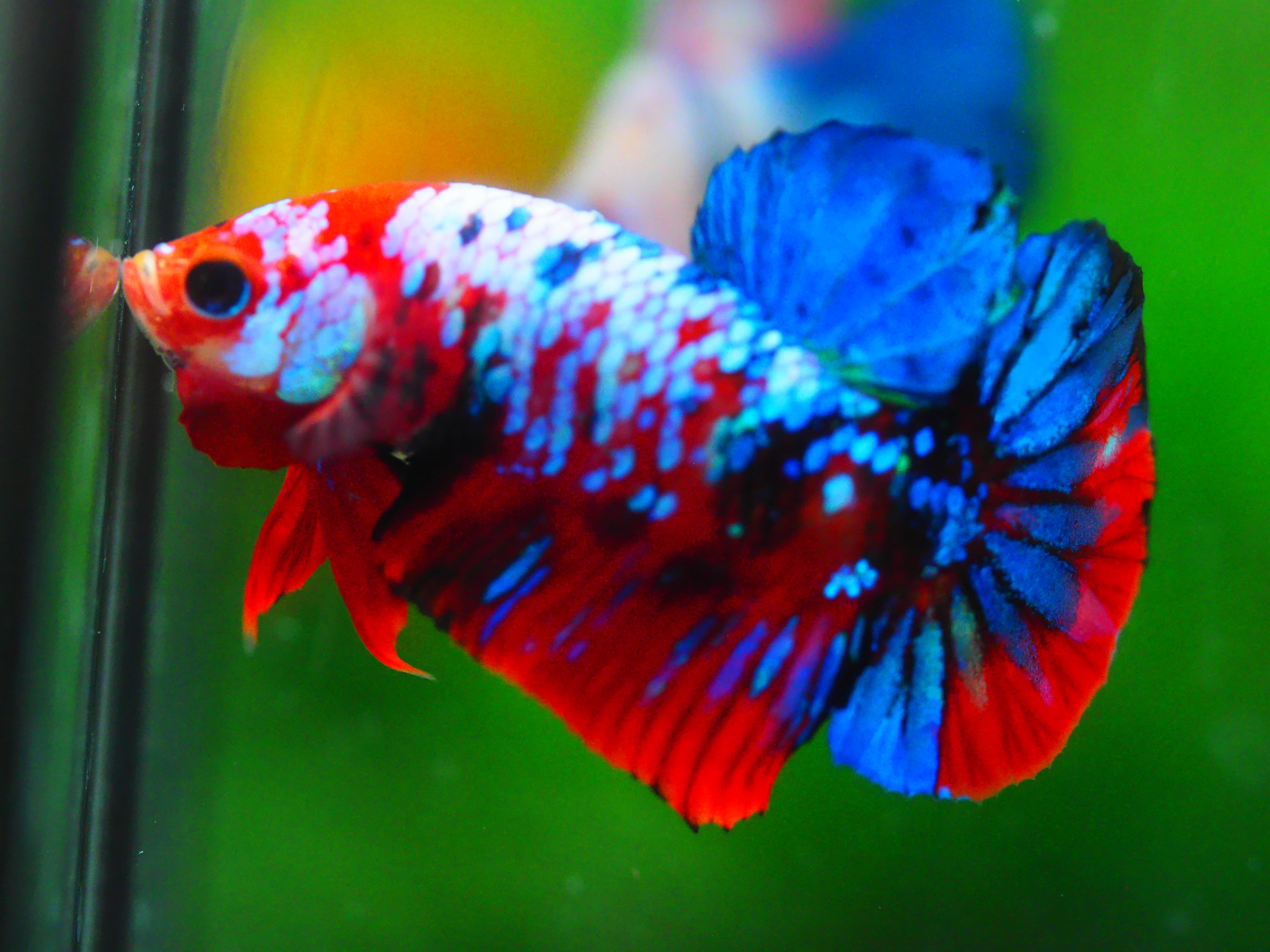 HMPK KOI GALAXY MALE GRADE A +++