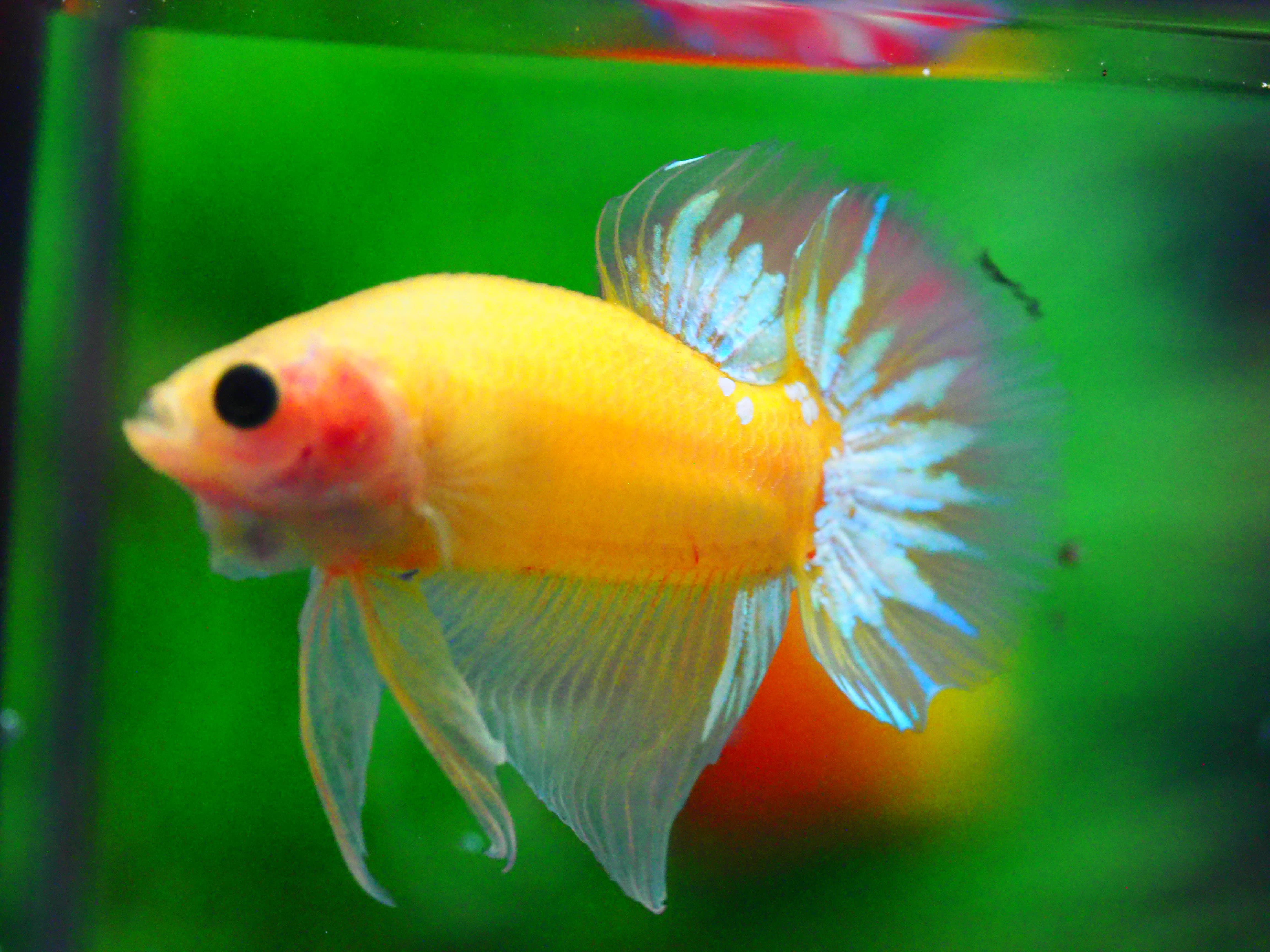 HMPK FANCY MALE GRADE A +++