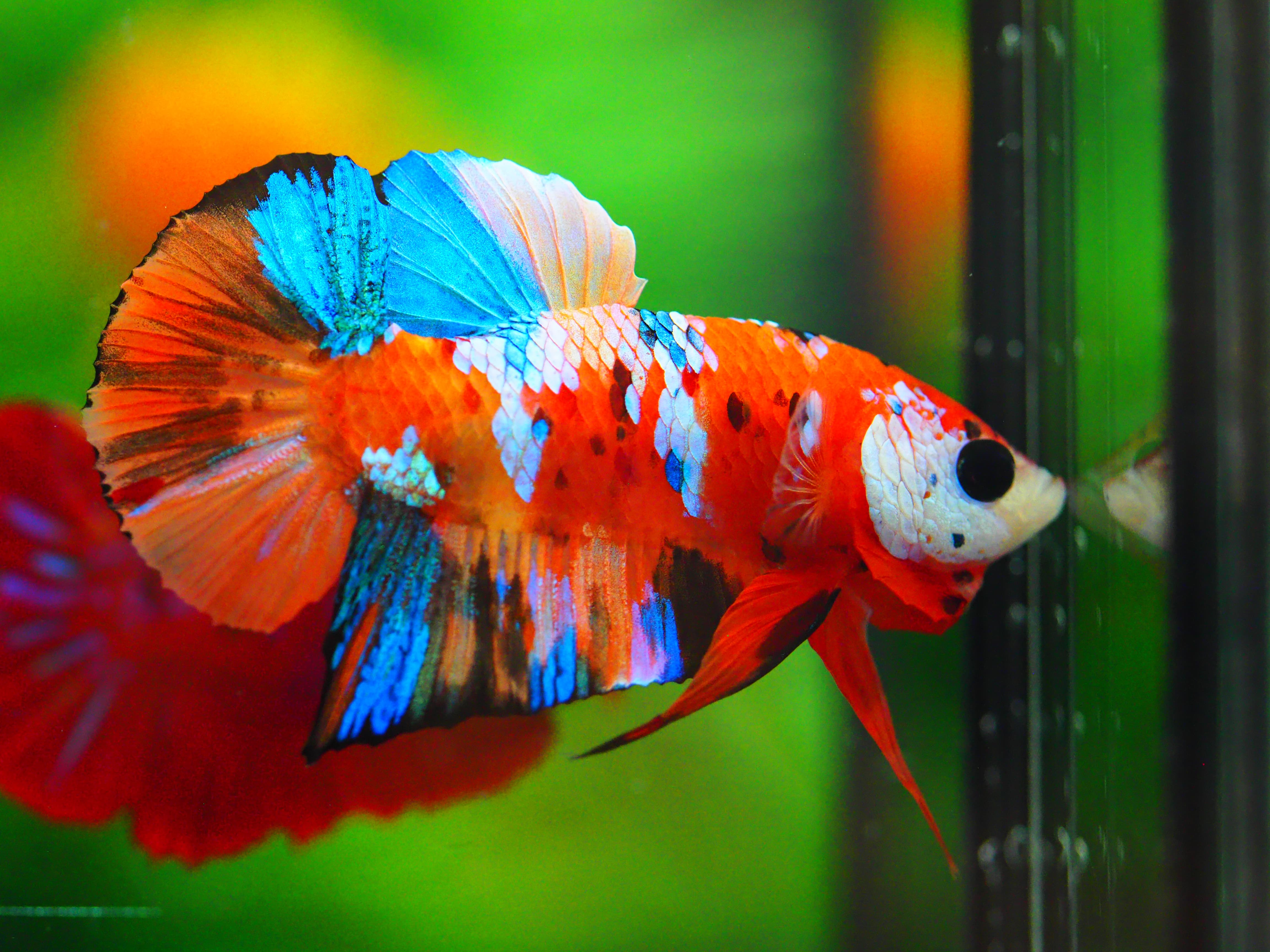 HMPK NEMO GALAXY MALE GRADE A +++