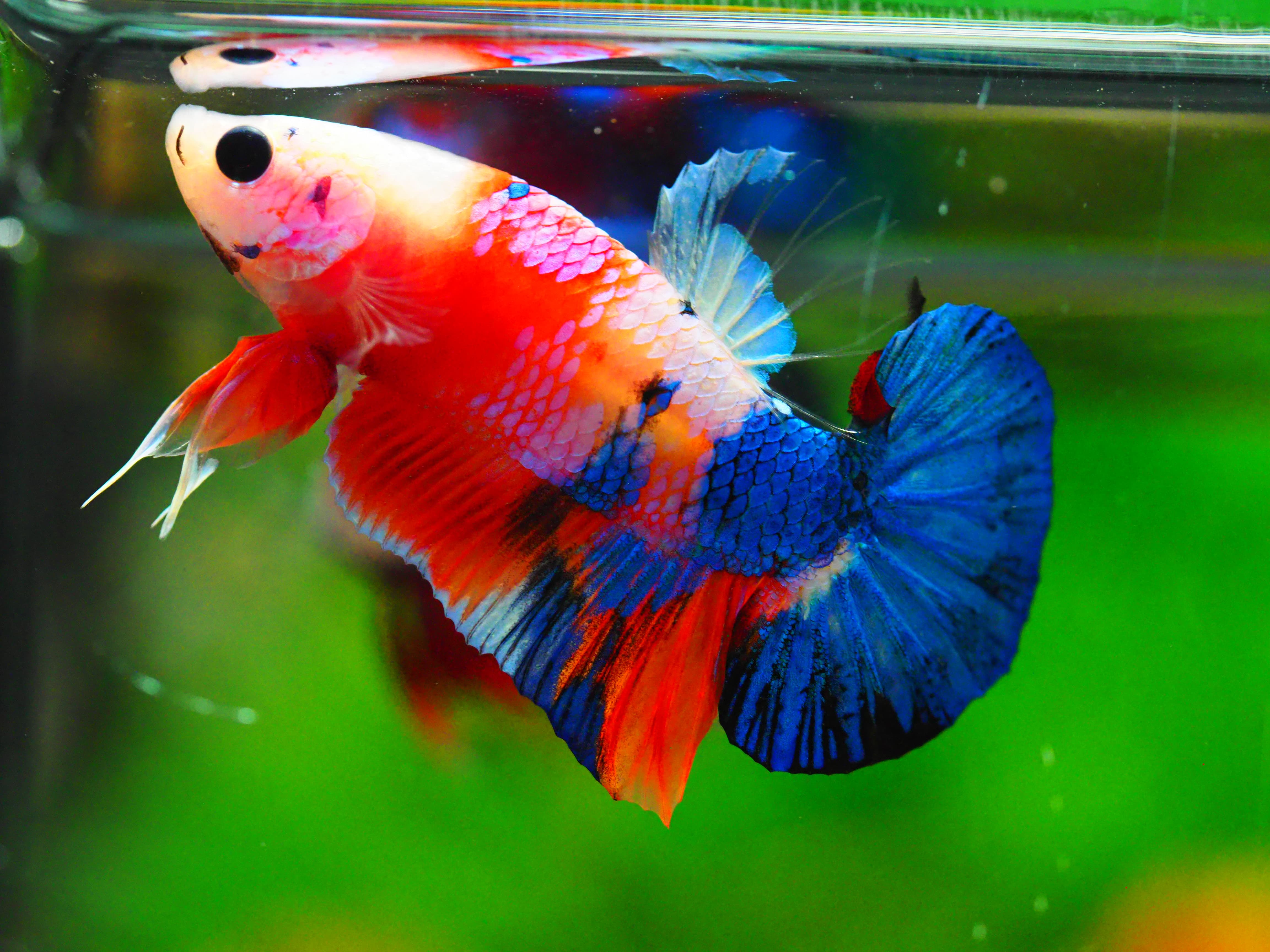 HMPK KOI GALAXY MALE GRADE A +++