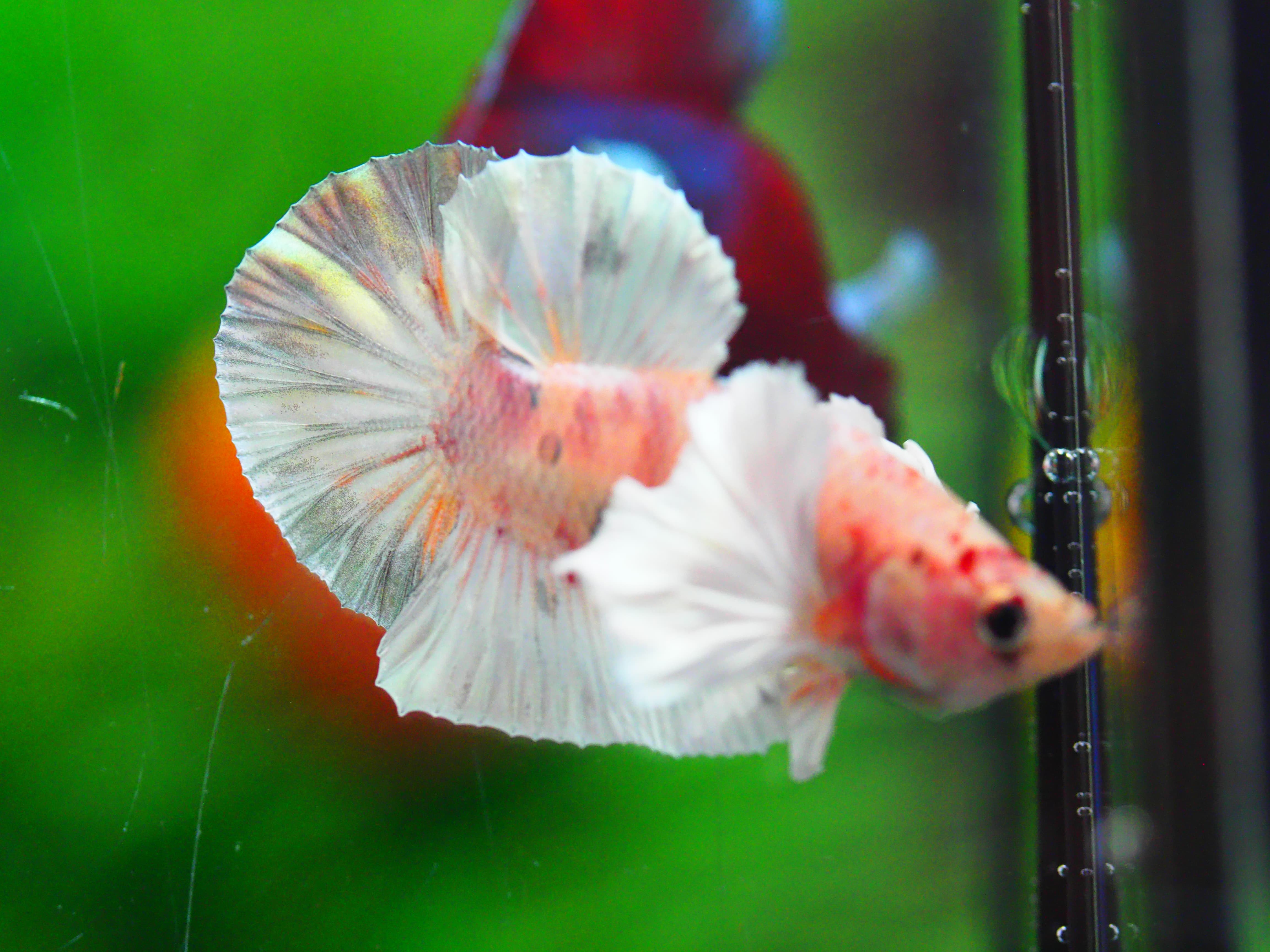 HMPK DUMBO MALE GRADE A +++