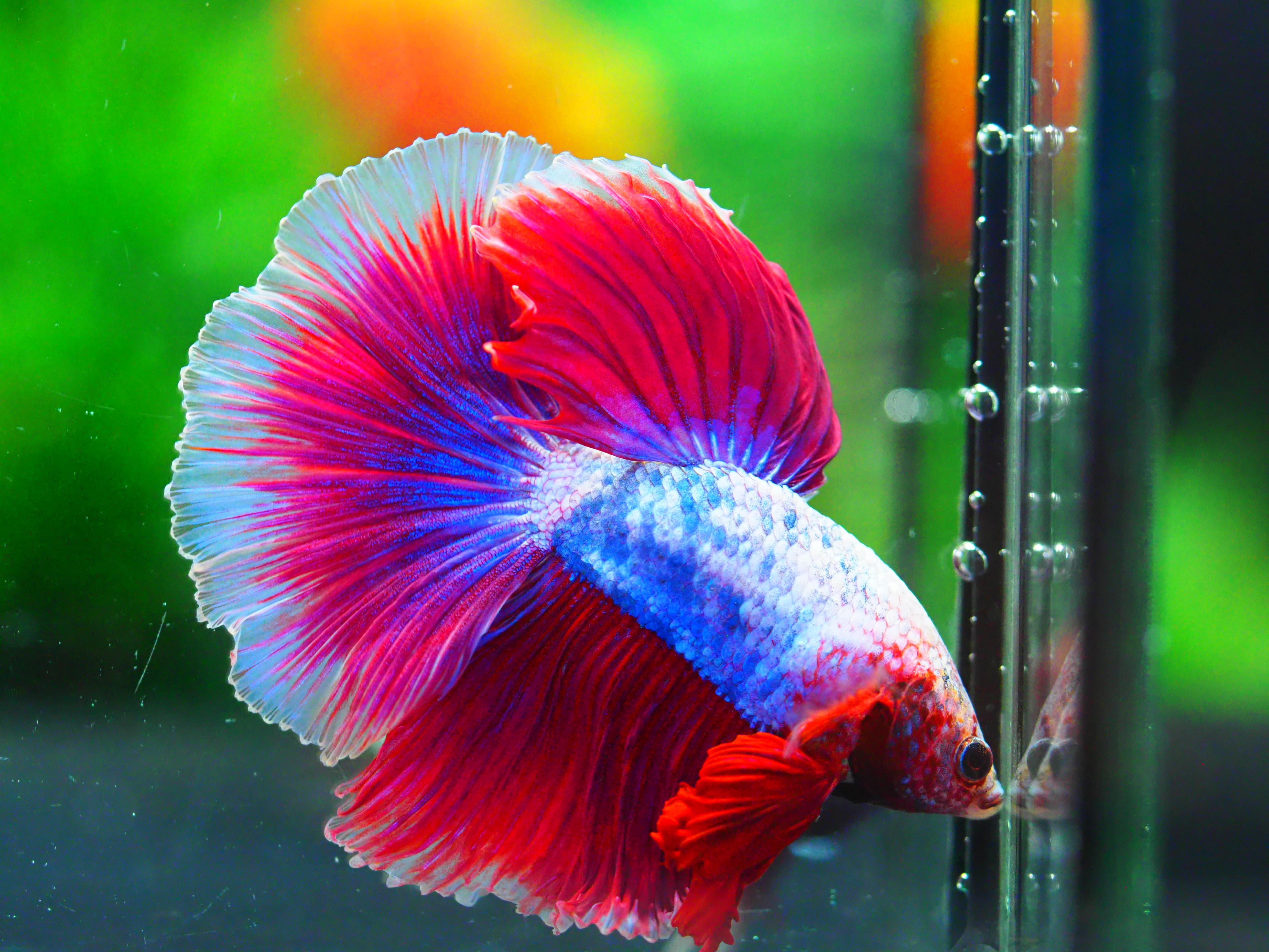 HM FANCY MALE GRADE A +++