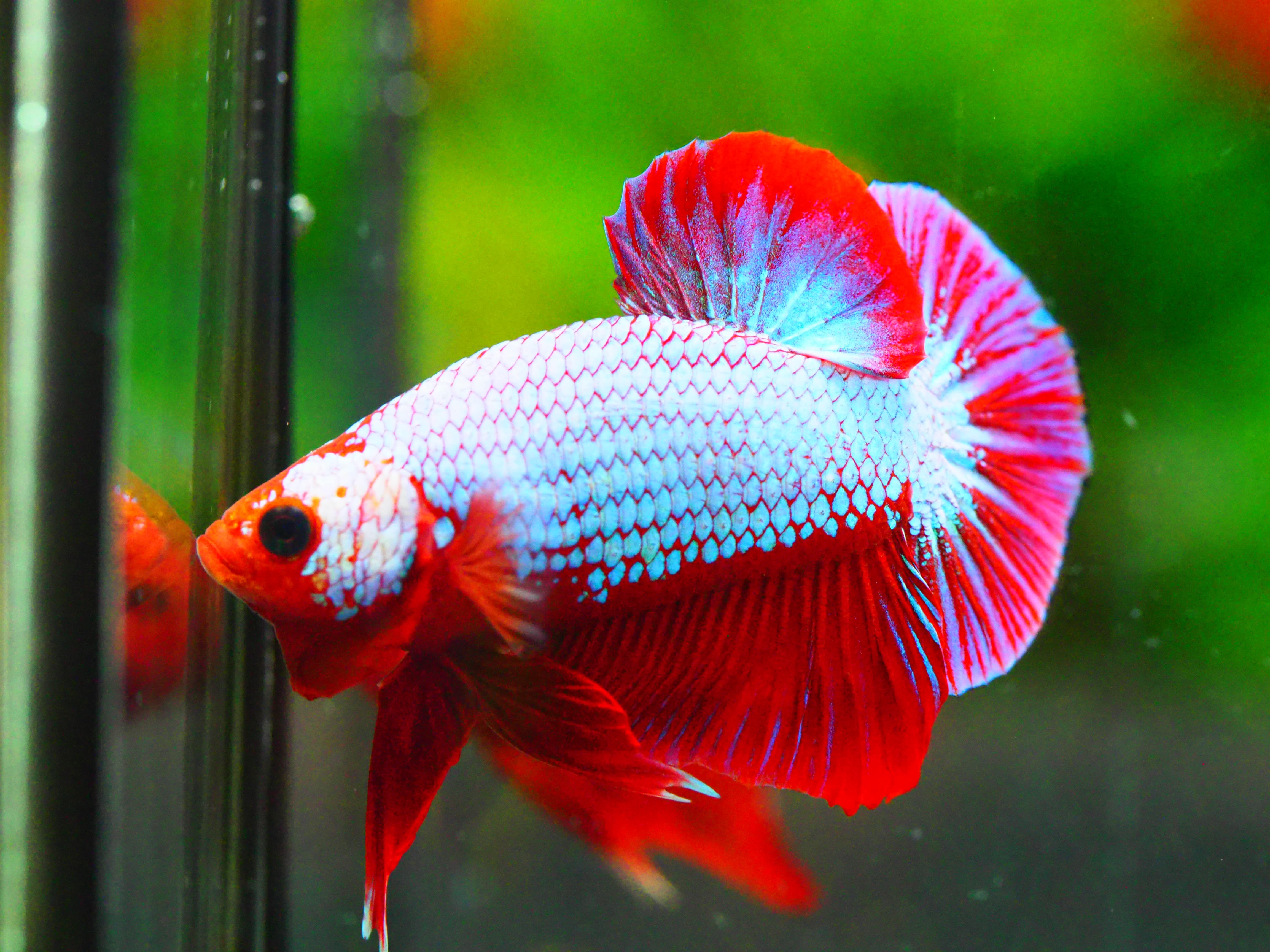 HMPK FANCY MALE GRADE A +++