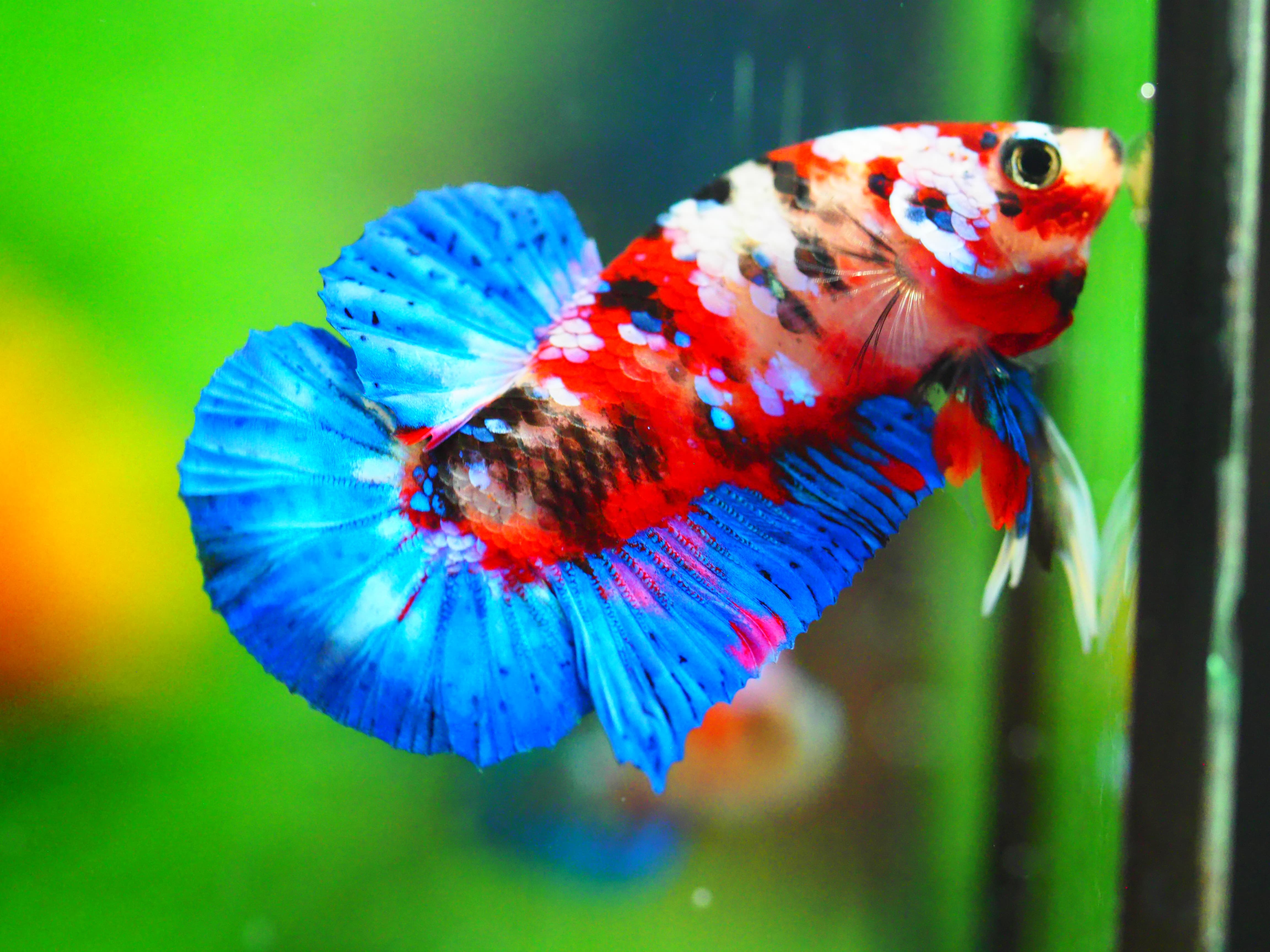 HMPK KOI GALAXY MALE GRADE A +++