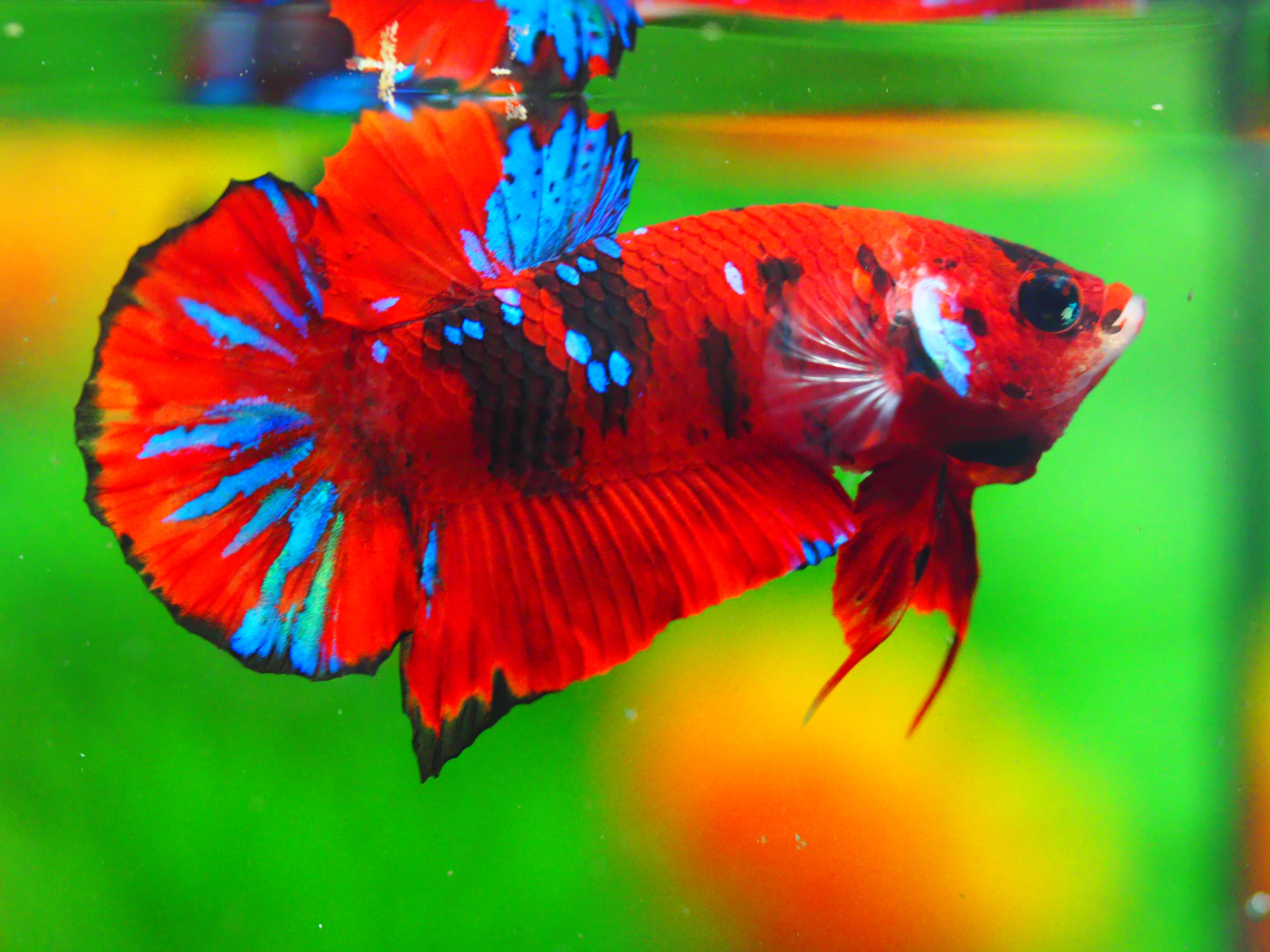 HMPK KOI GALAXY MALE GRADE A +++