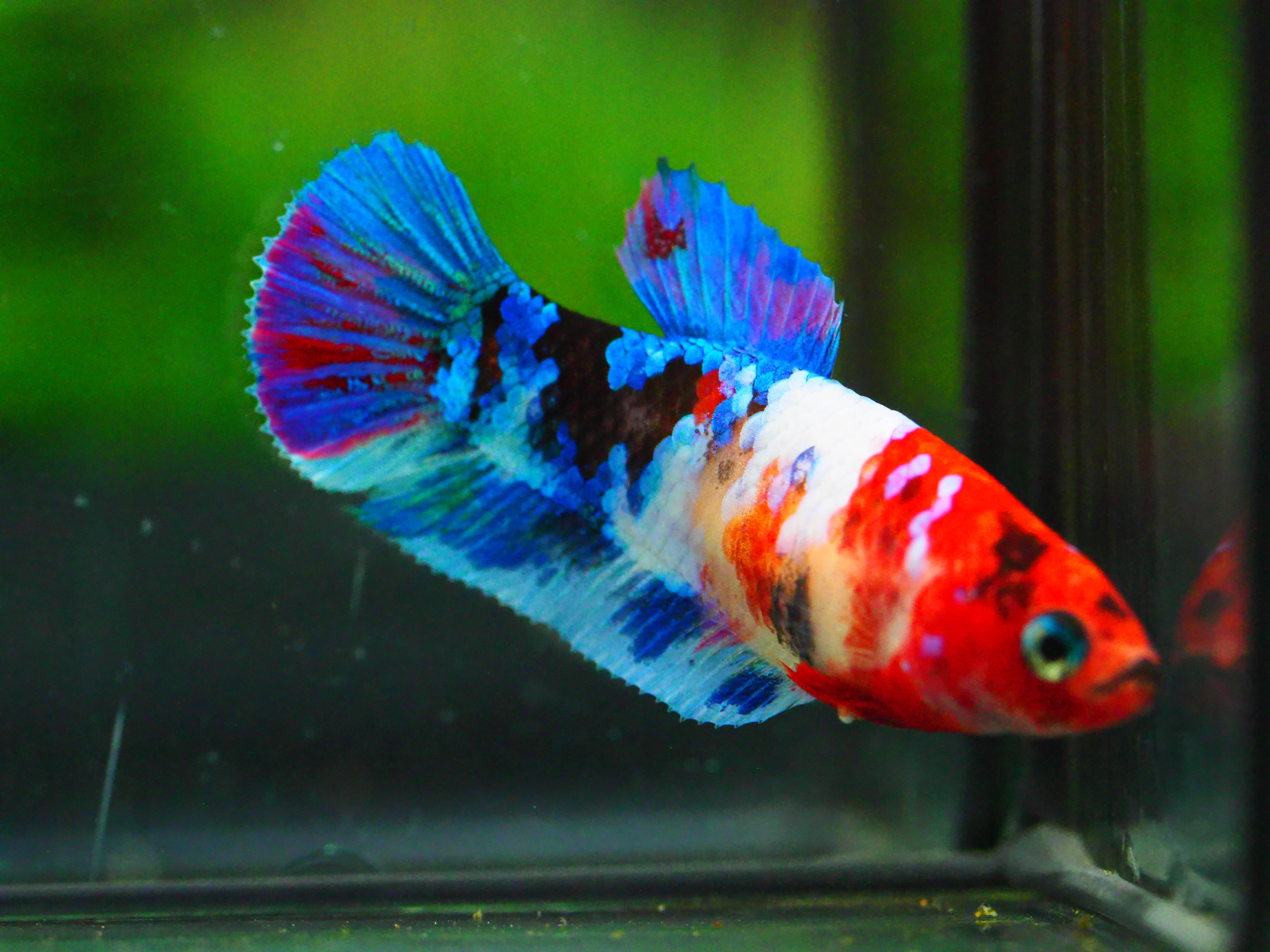 HMPK NEMO GALAXY FNMALE GRADE A +++