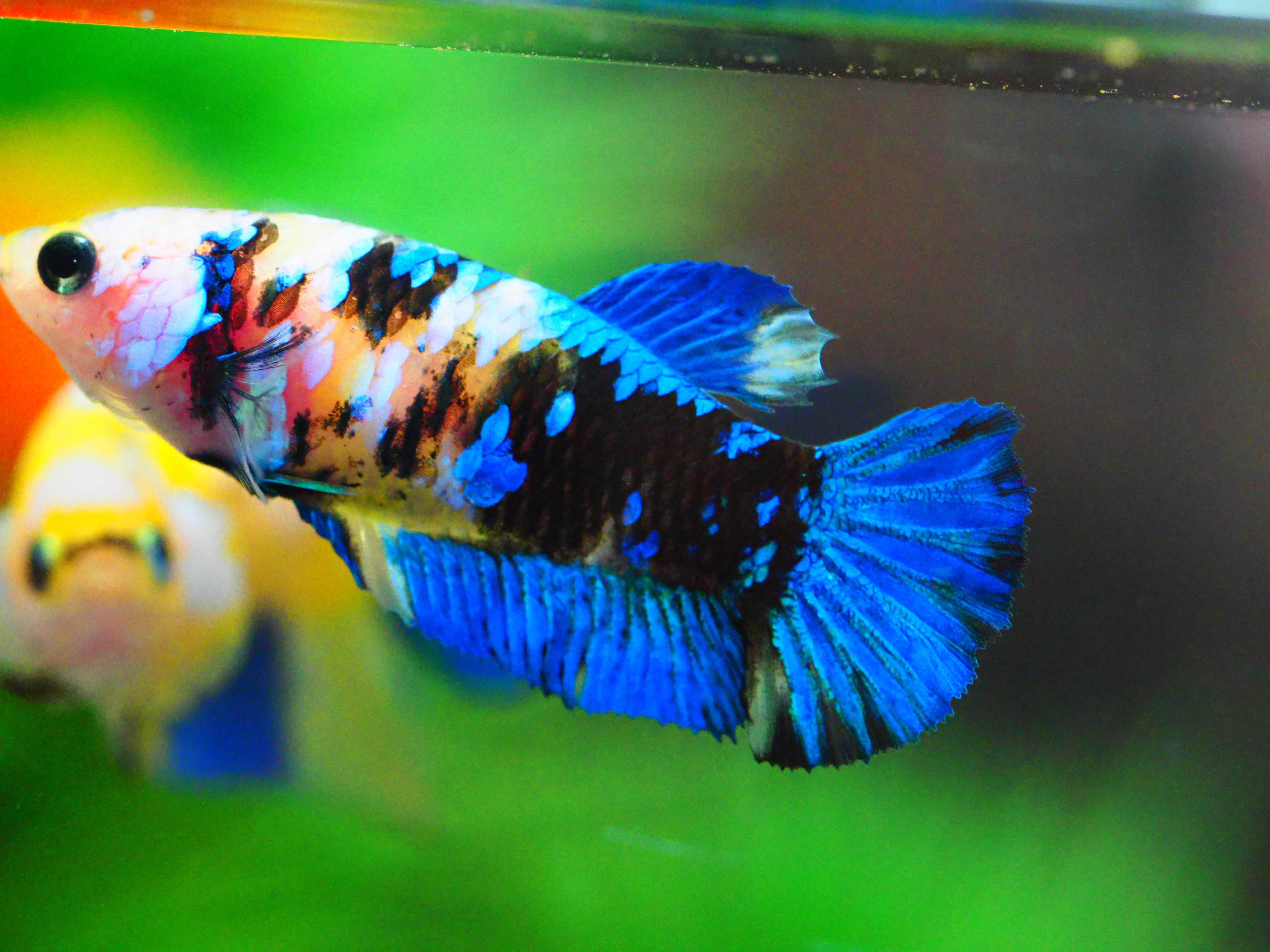 HMPK KOI YELLOW FNMALE GRADE A +++