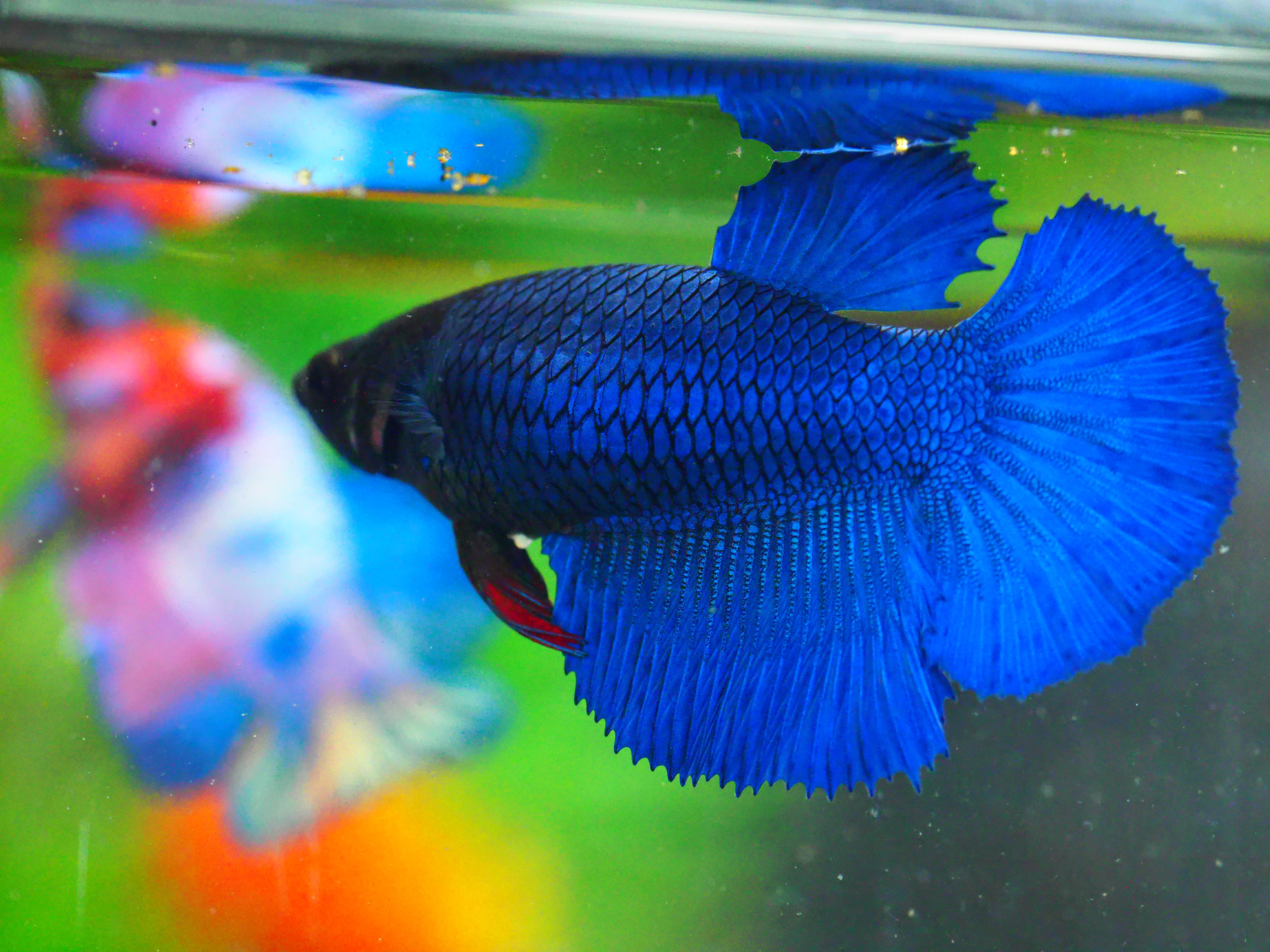 HM FANCY FNMALE GRADE A +++