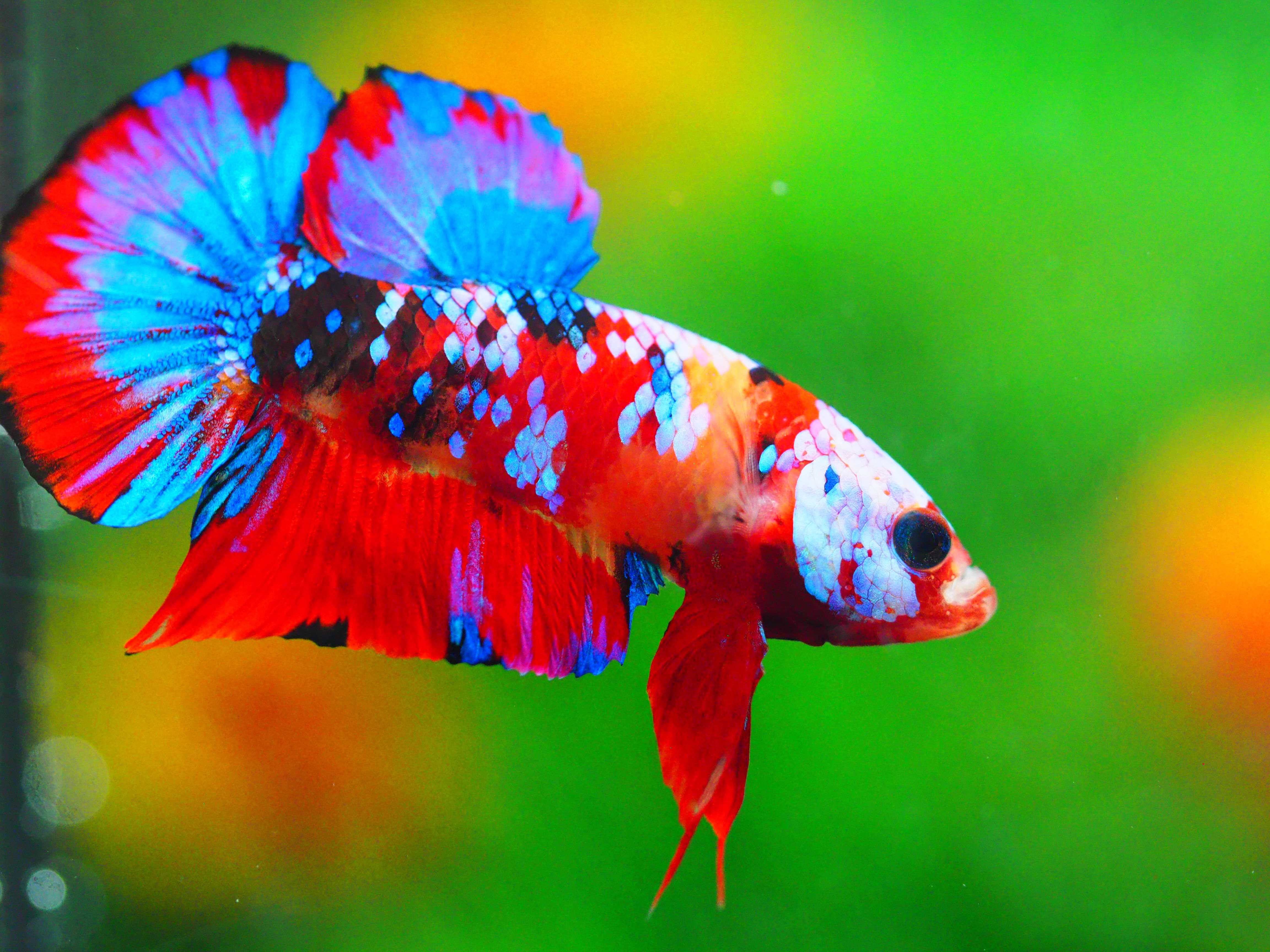 HMPK KOI GALAXY MALE GRADE A +++