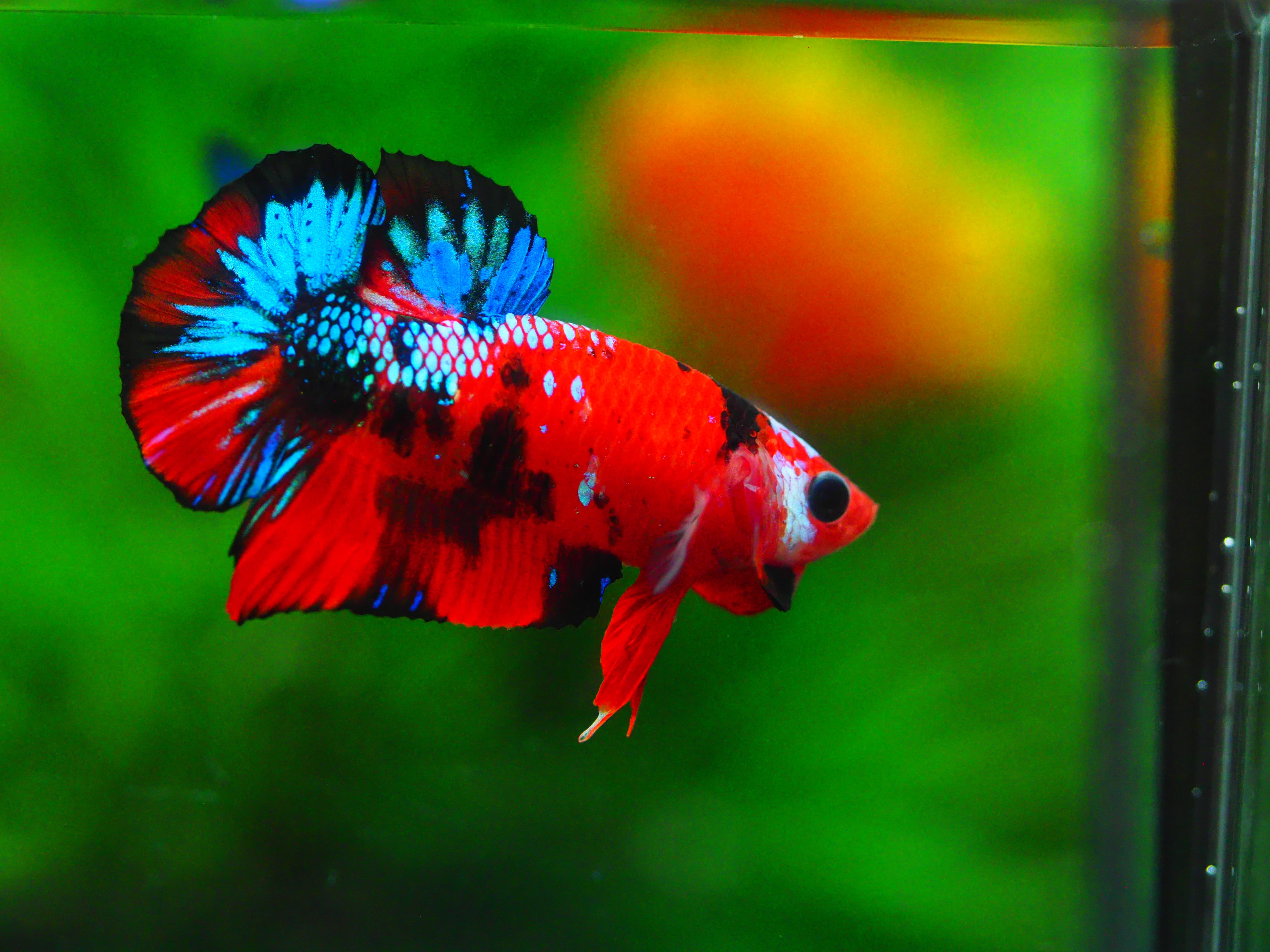 HMPK KOI GALAXY MALE GRADE A +++