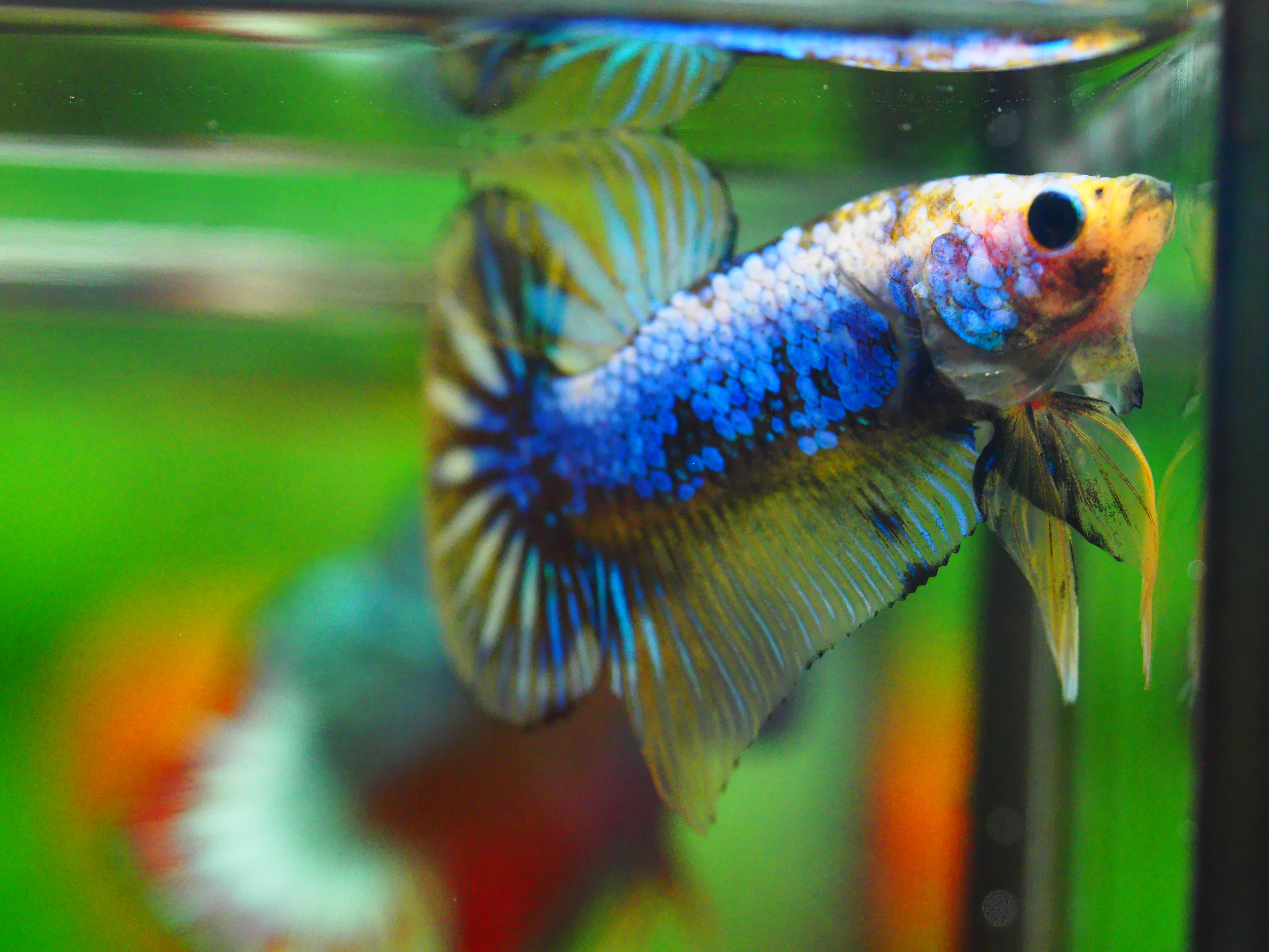 HMPK FANCY MALE GRADE A +++