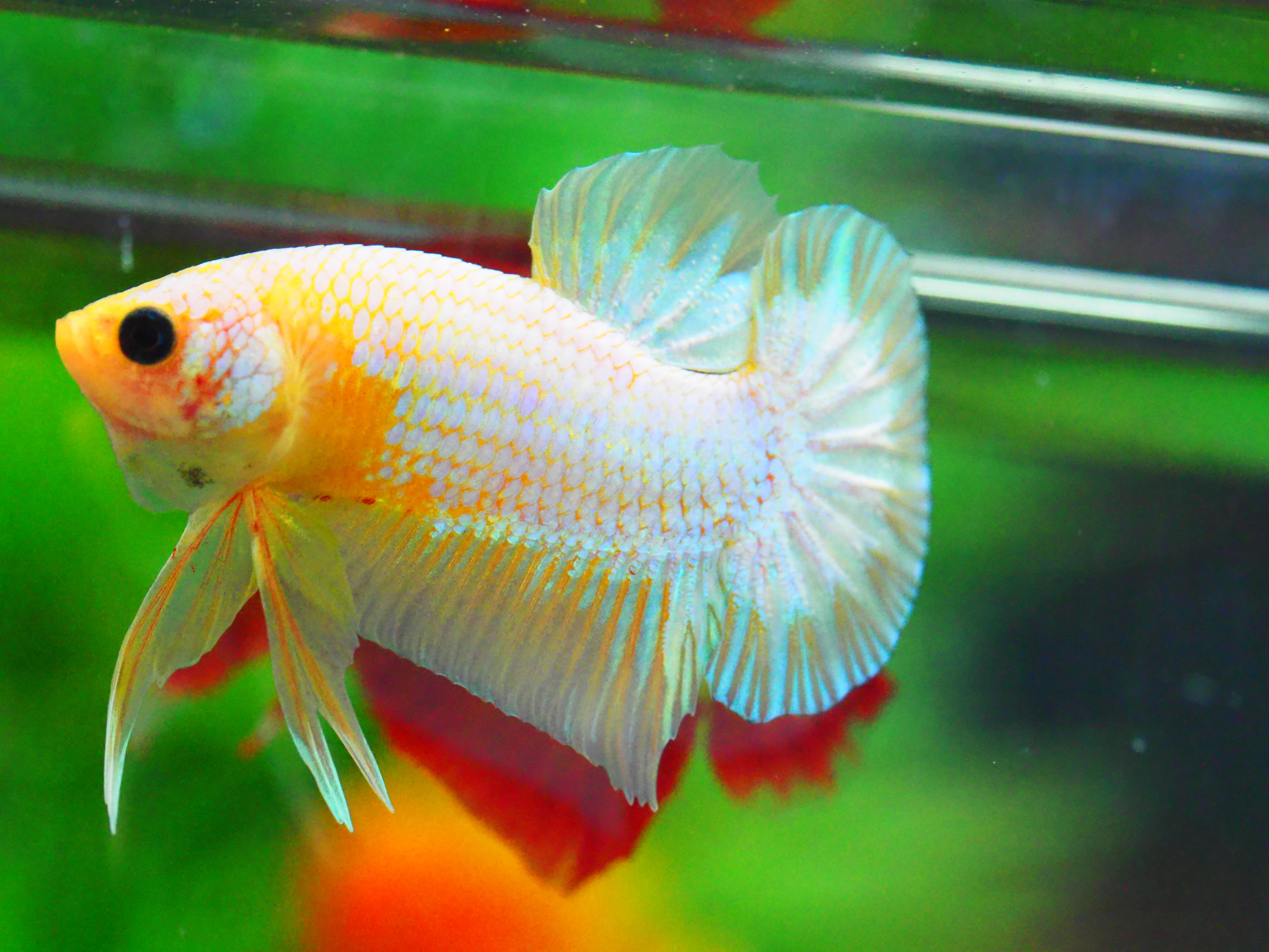 HMPK FANCY MALE GRADE A +++