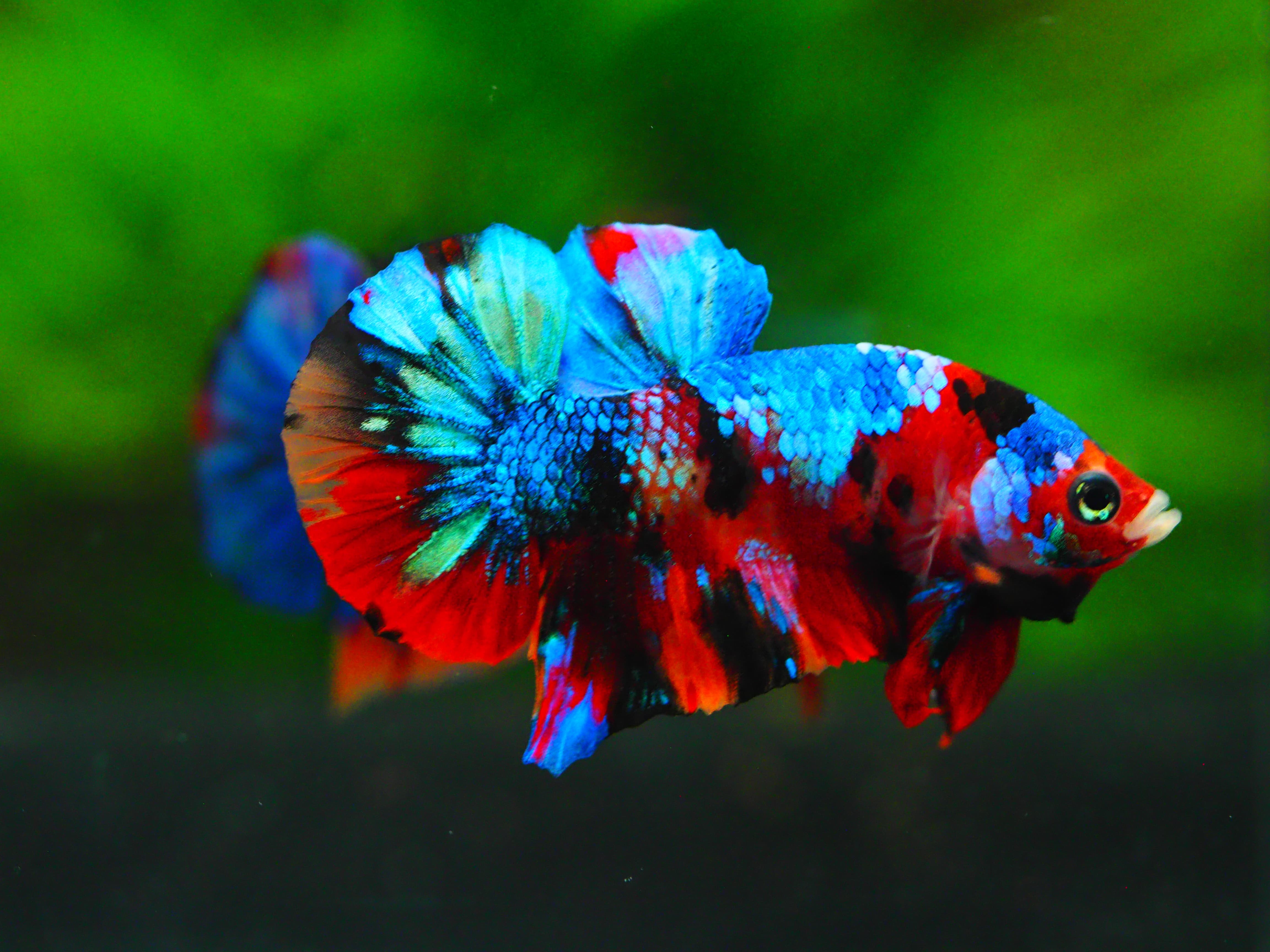 HMPK KOI GALAXY MALE GRADE A +++