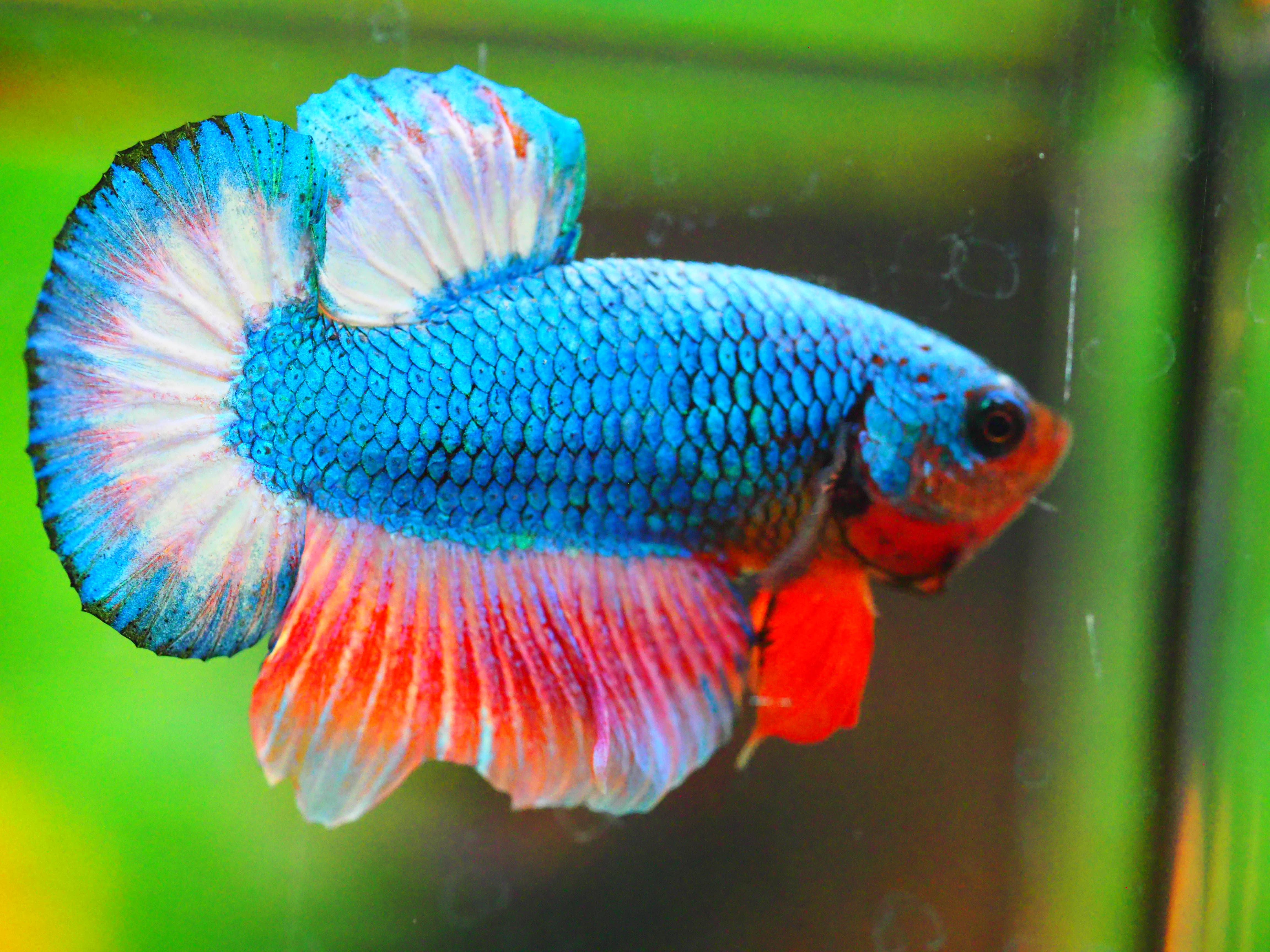 HMPK FANCY MALE GRADE A +++