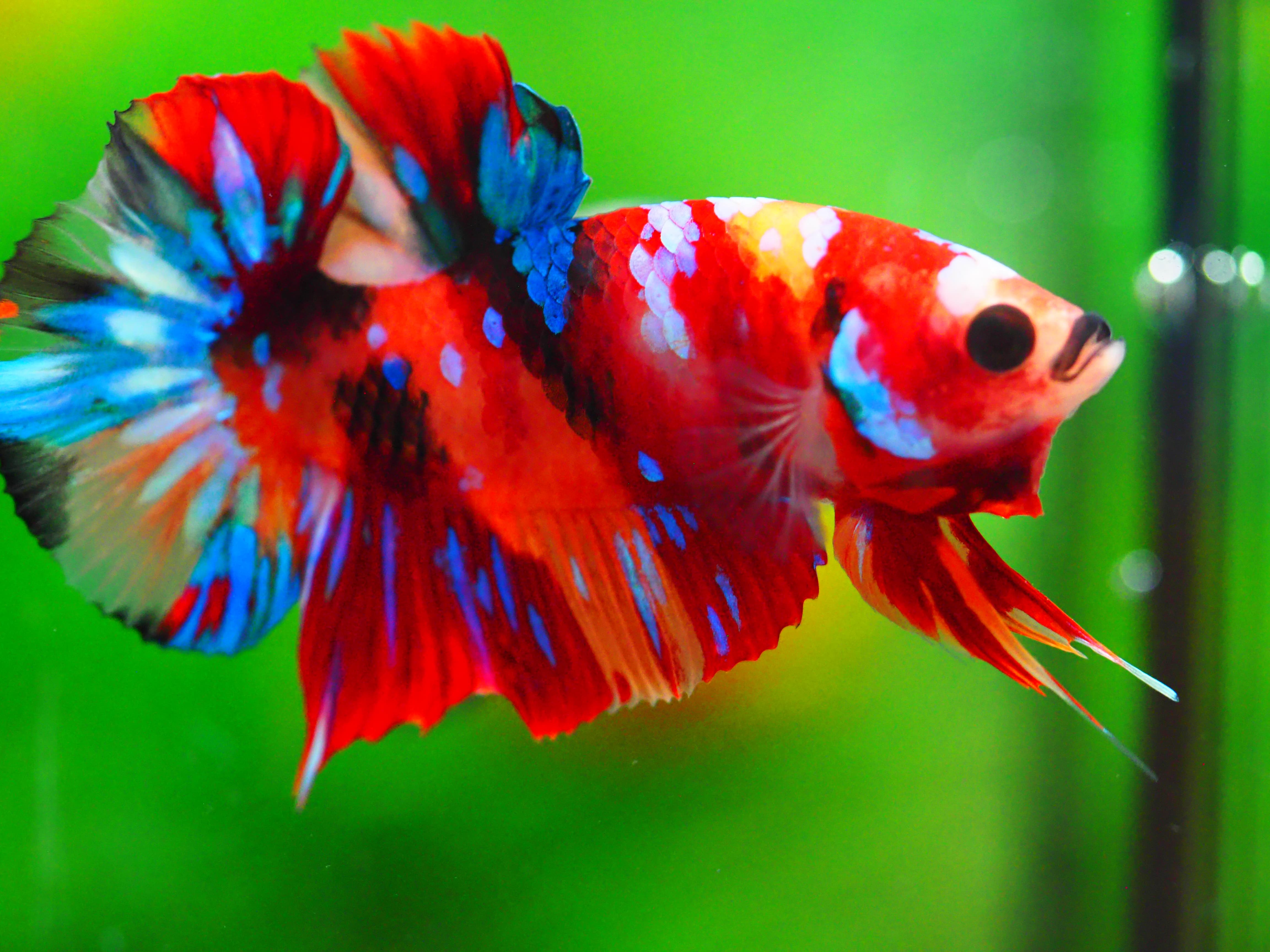 HMPK NEMO GALAXY MALE GRADE A +++