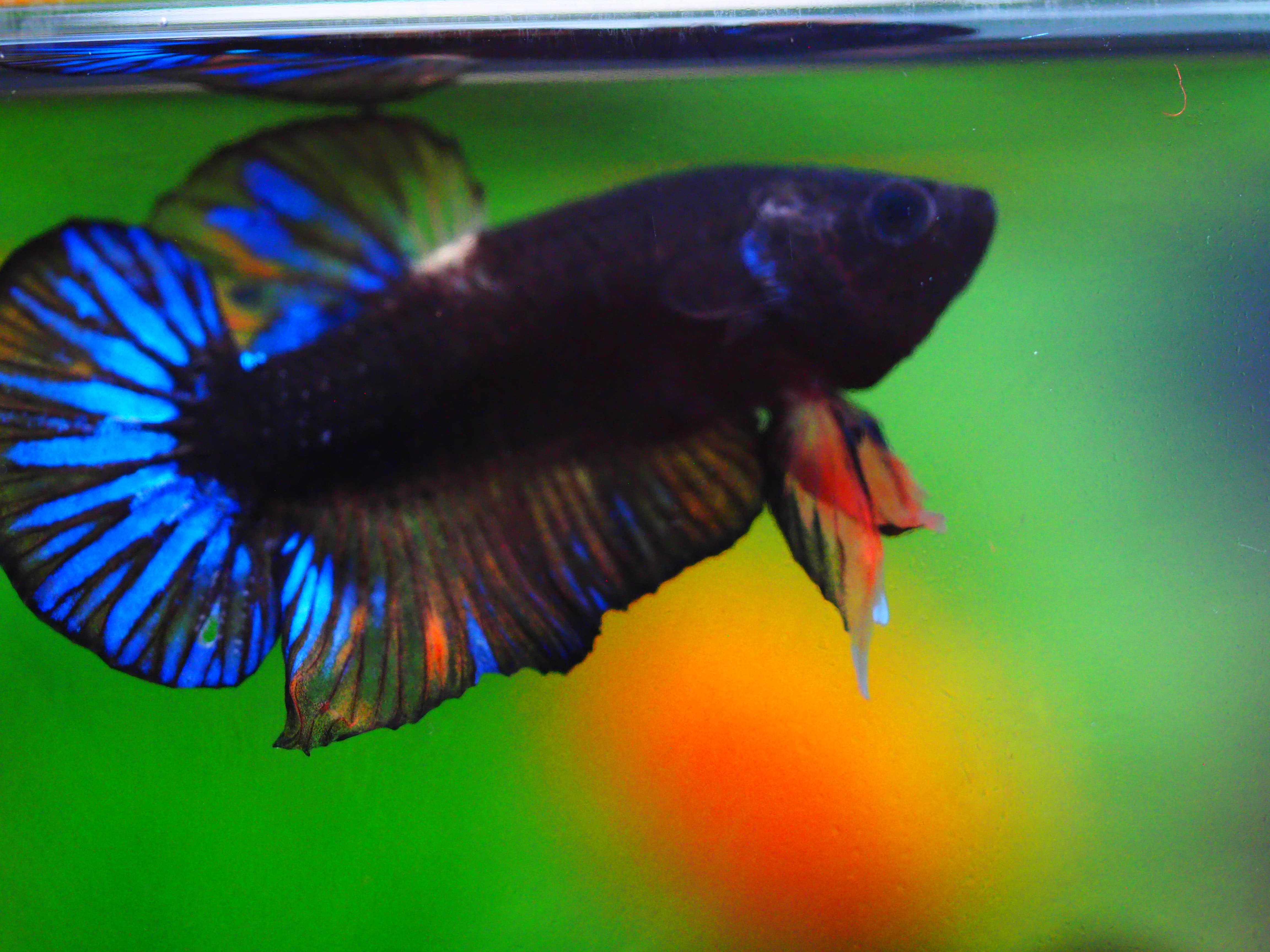 HMPK KOI GALAXY MALE GRADE A +++