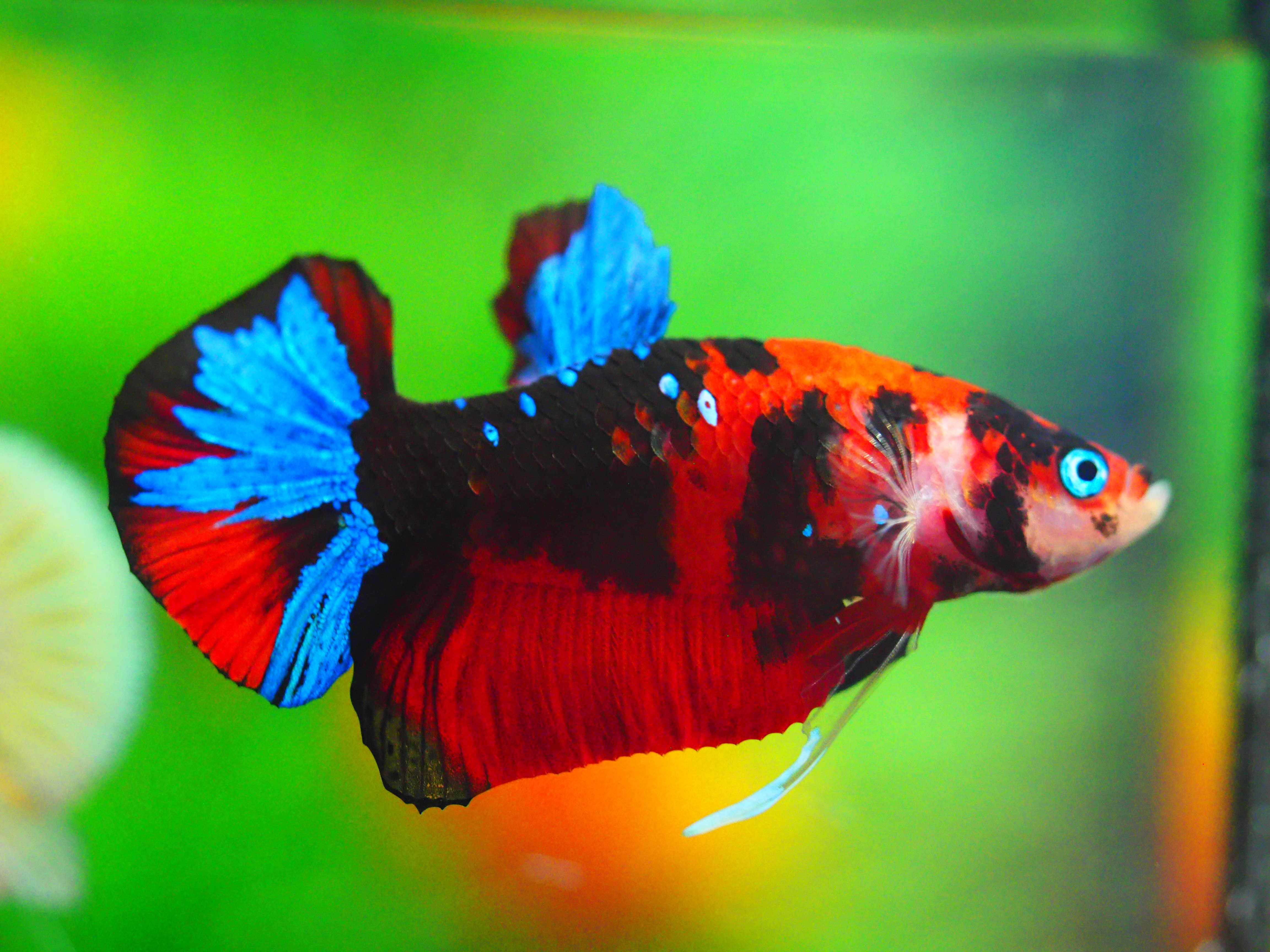 HMPK KOI GALAXY MALE GRADE A +++