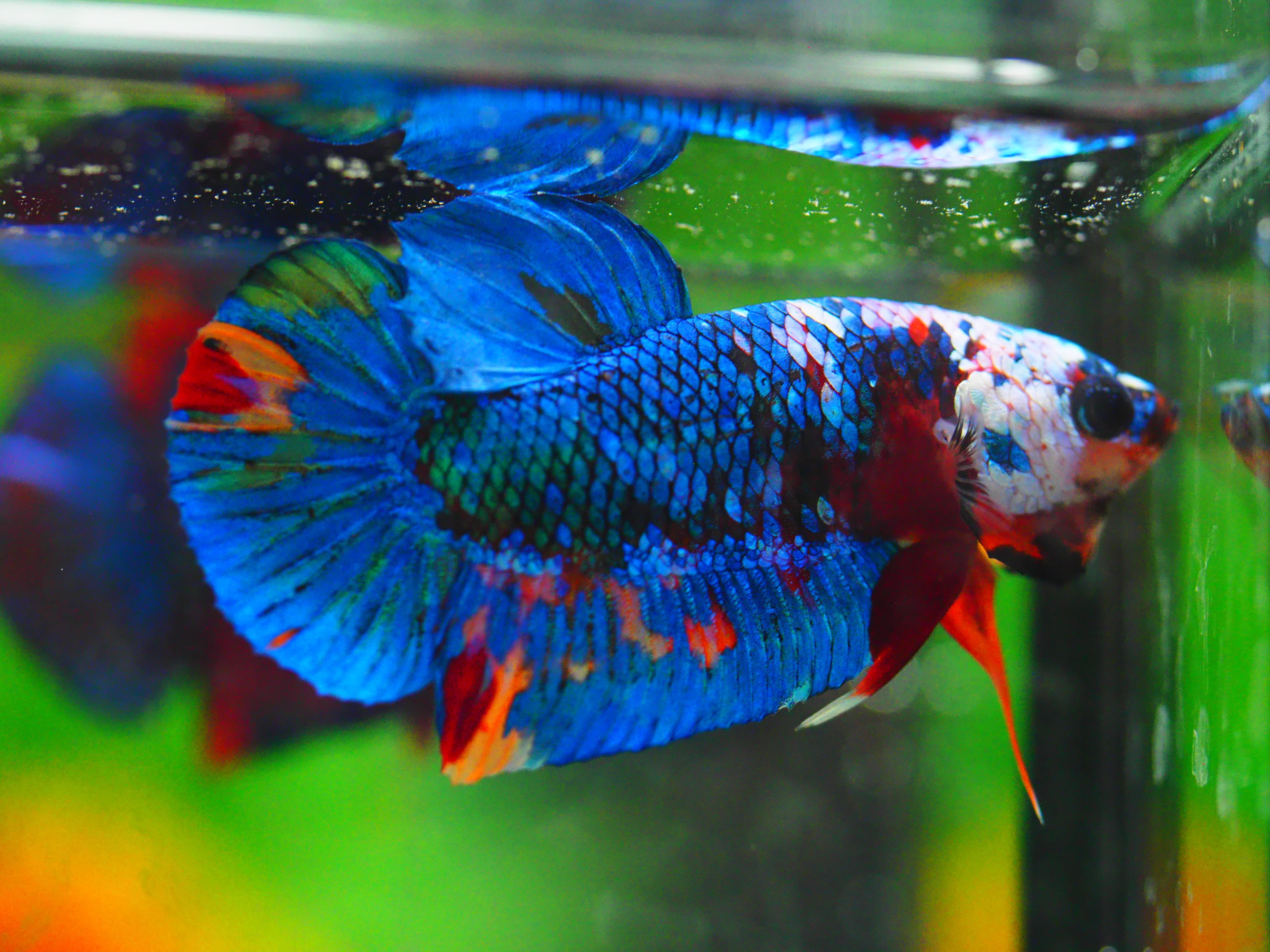 HMPK KOI GALAXY MALE GRADE A +++