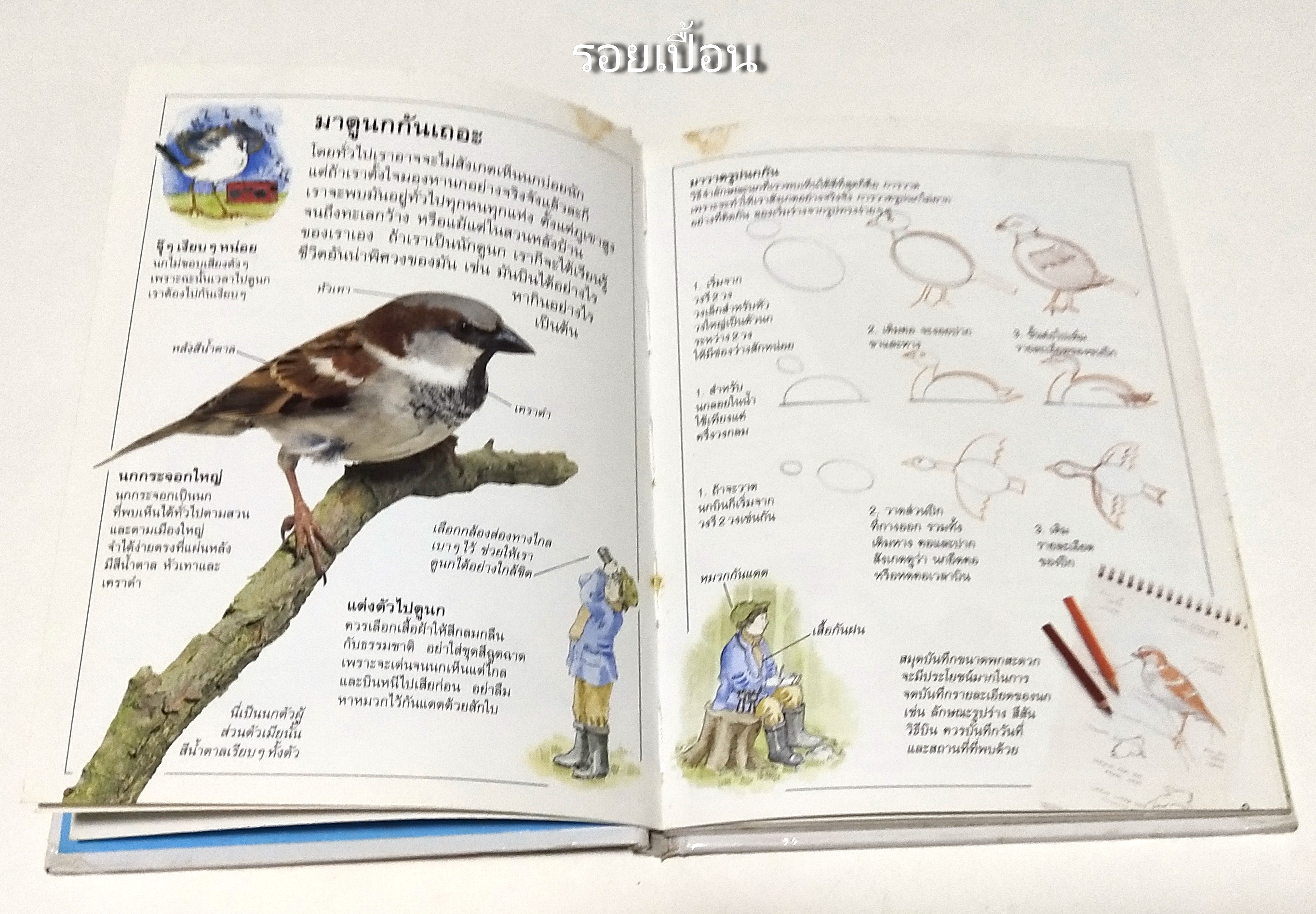 หนังสือภาพสีสวย กระดาษมัน ปกแข็ง "นก A DORING KINDERSLEY BOOK " สำรวจและเรียนรู้โลกน่ารักน่าพิศวงของนก แปลโดย นพ.รังสฤษฏิ์ กาญจนวณิชย์ พิมพ์ครั้งแรก เมษษยน 2536