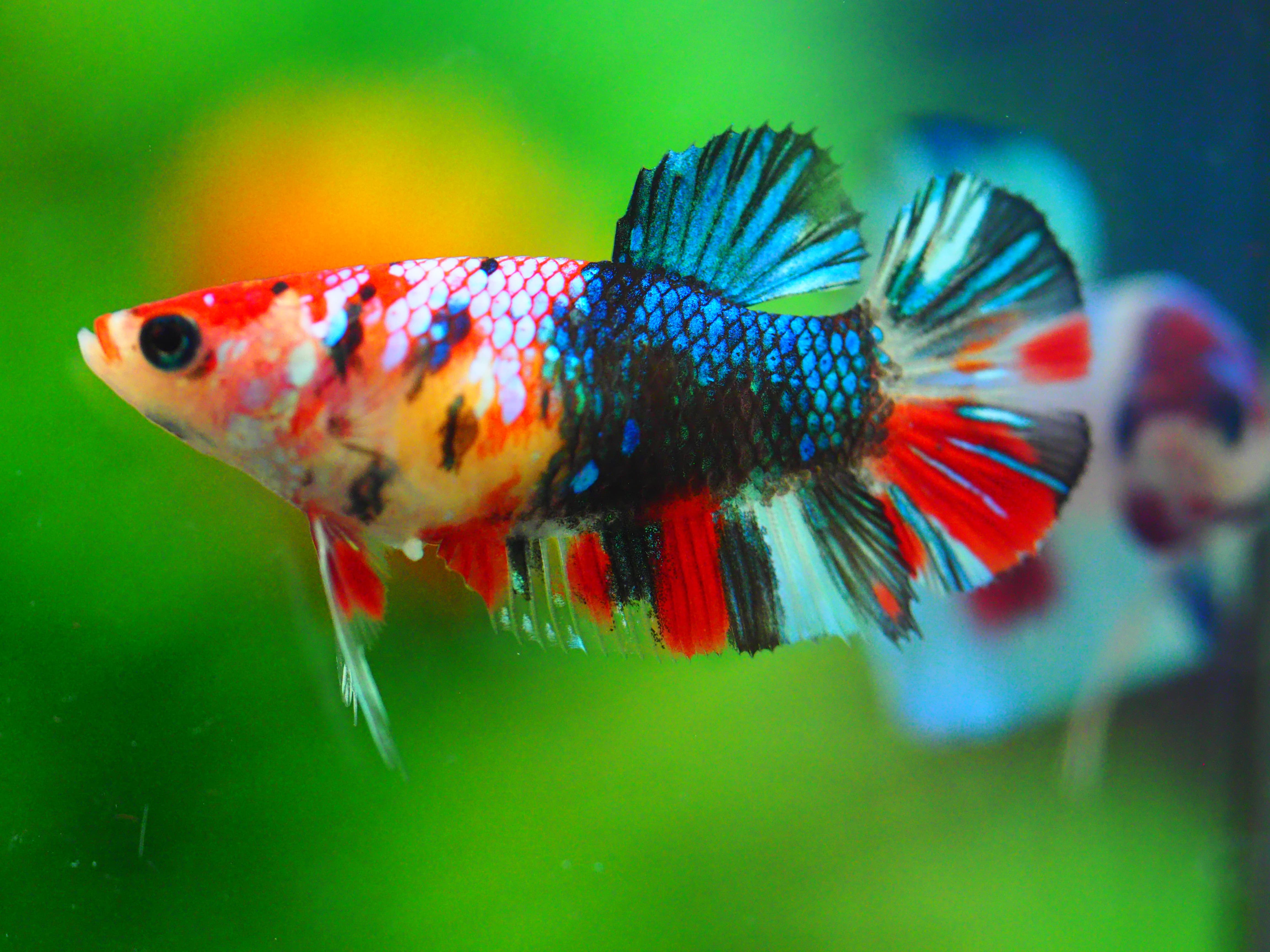 HMPK KOI GALAXY FNMALE GRADE A +++