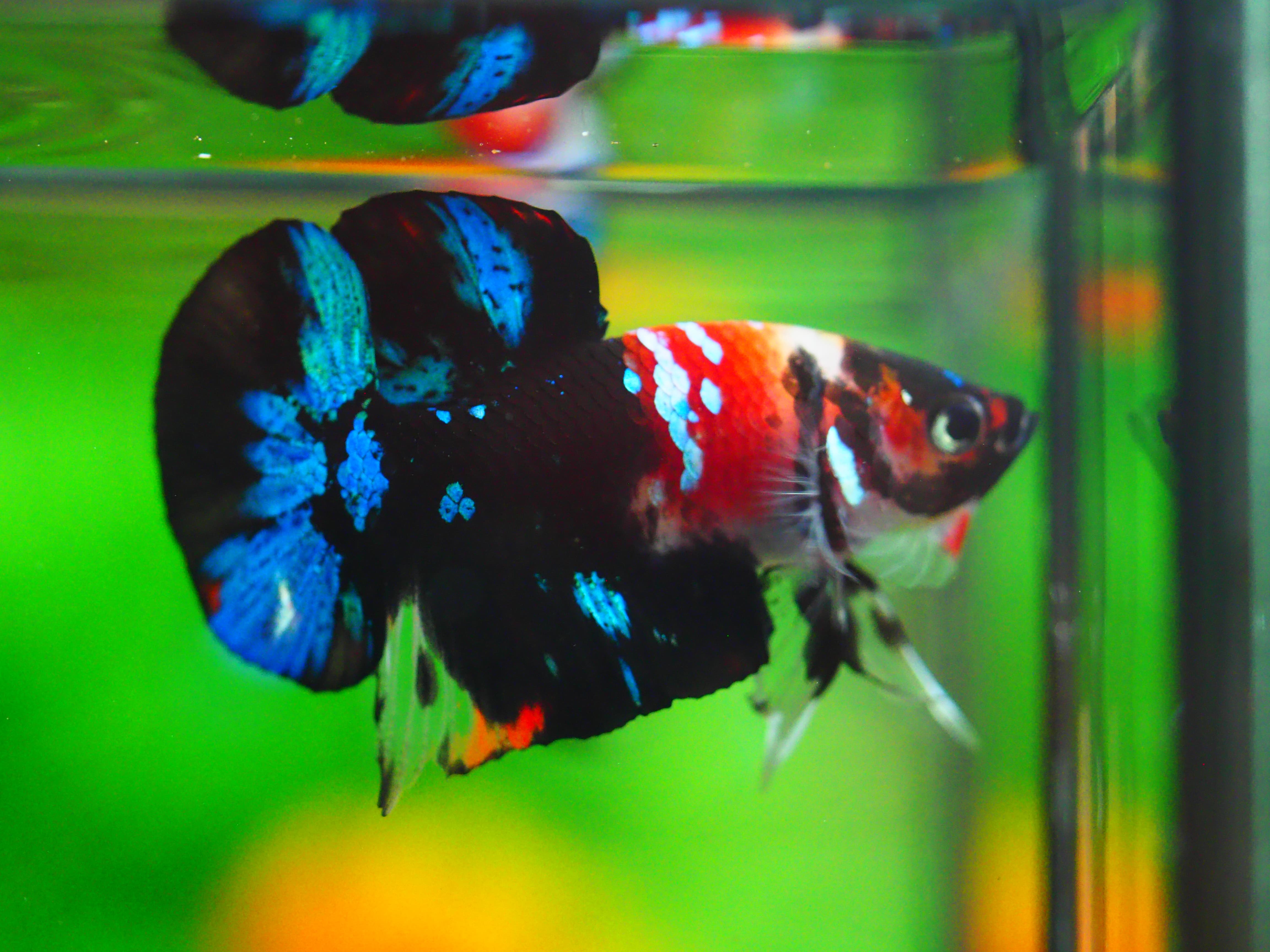 HMPK KOI GALAXY MALE GRADE A +++