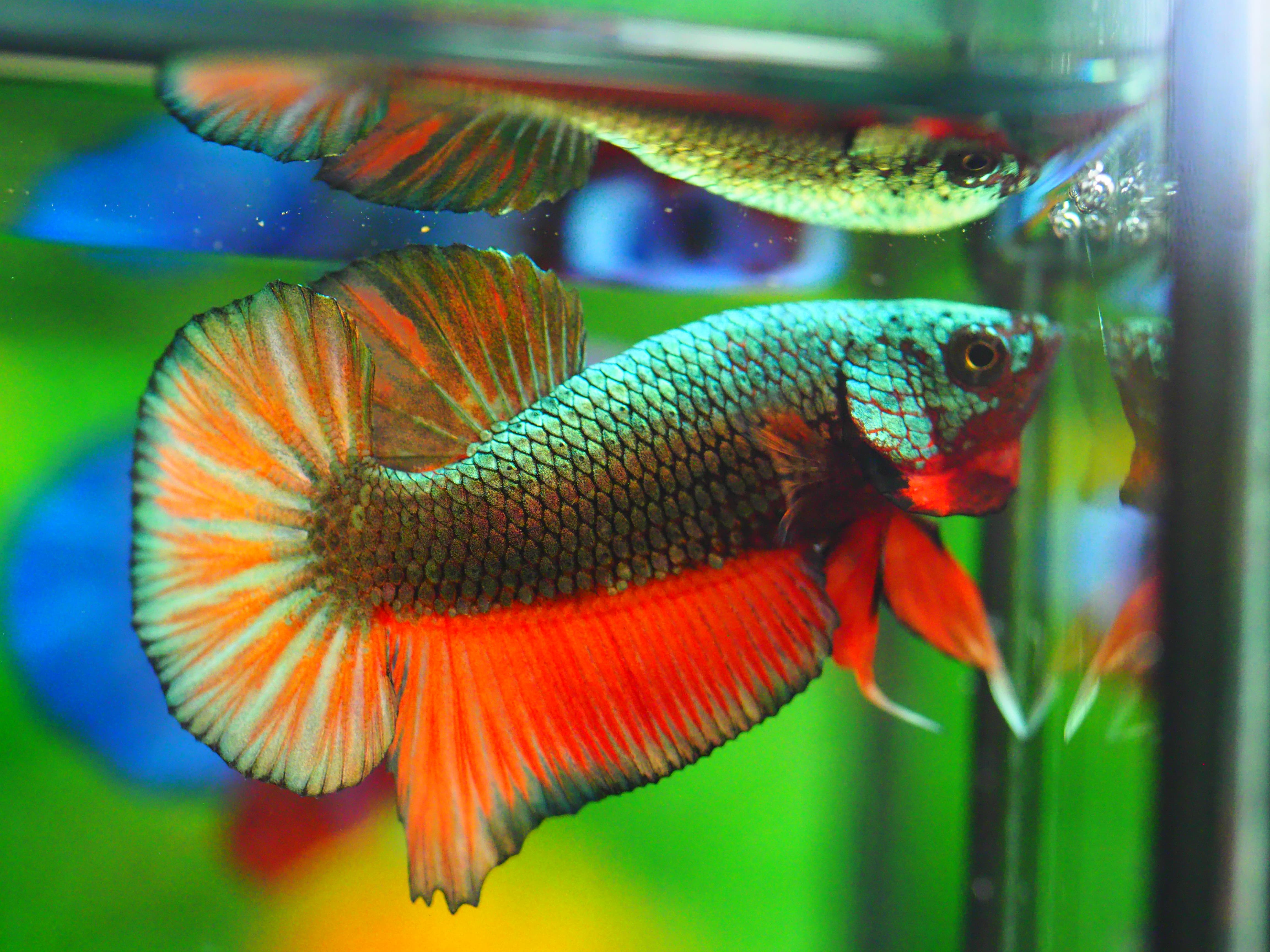 HMPK COPPER FANCY MALE GRADE A +++