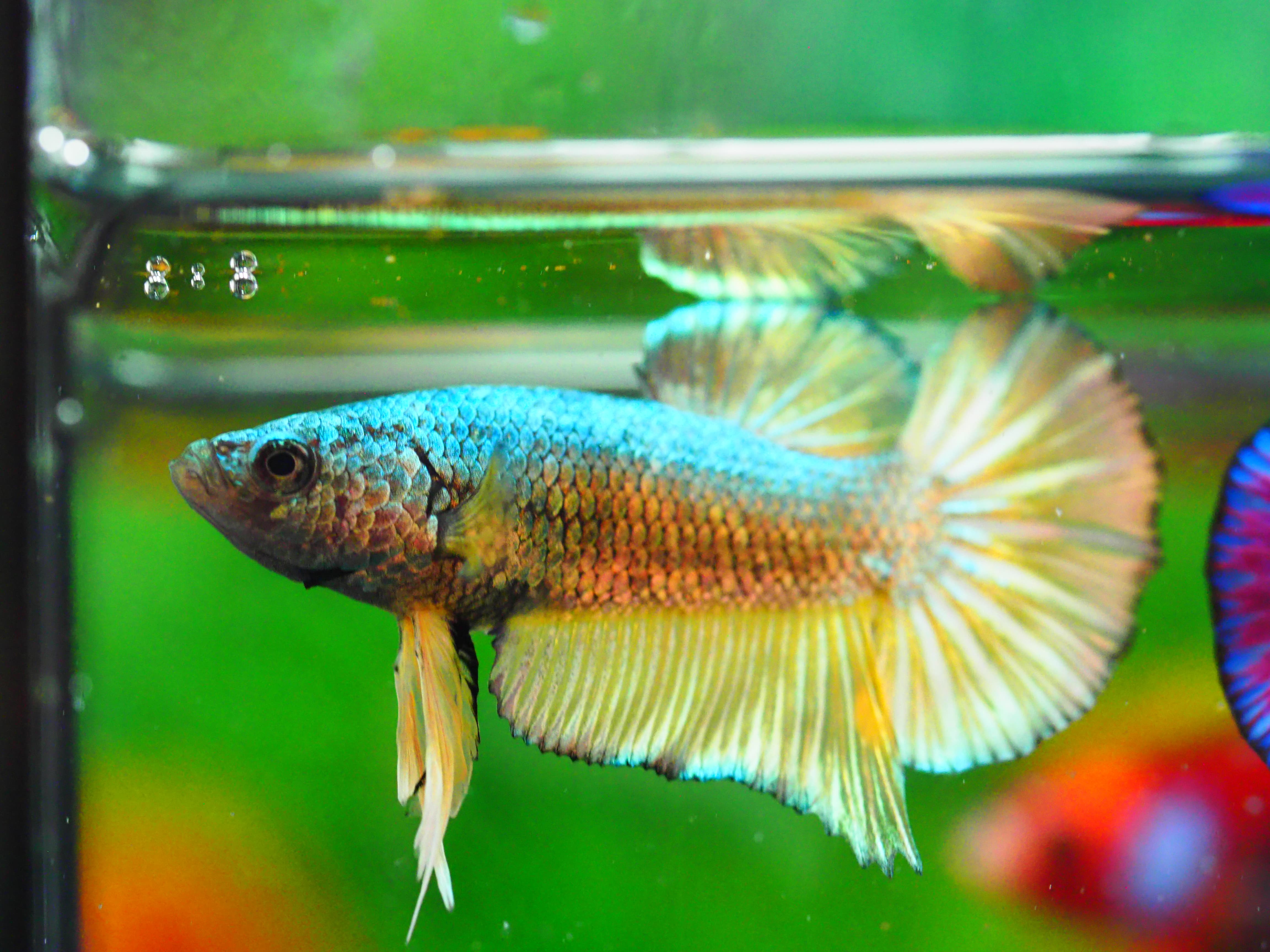 HMPK COPPER FANCY MALE GRADE A +++