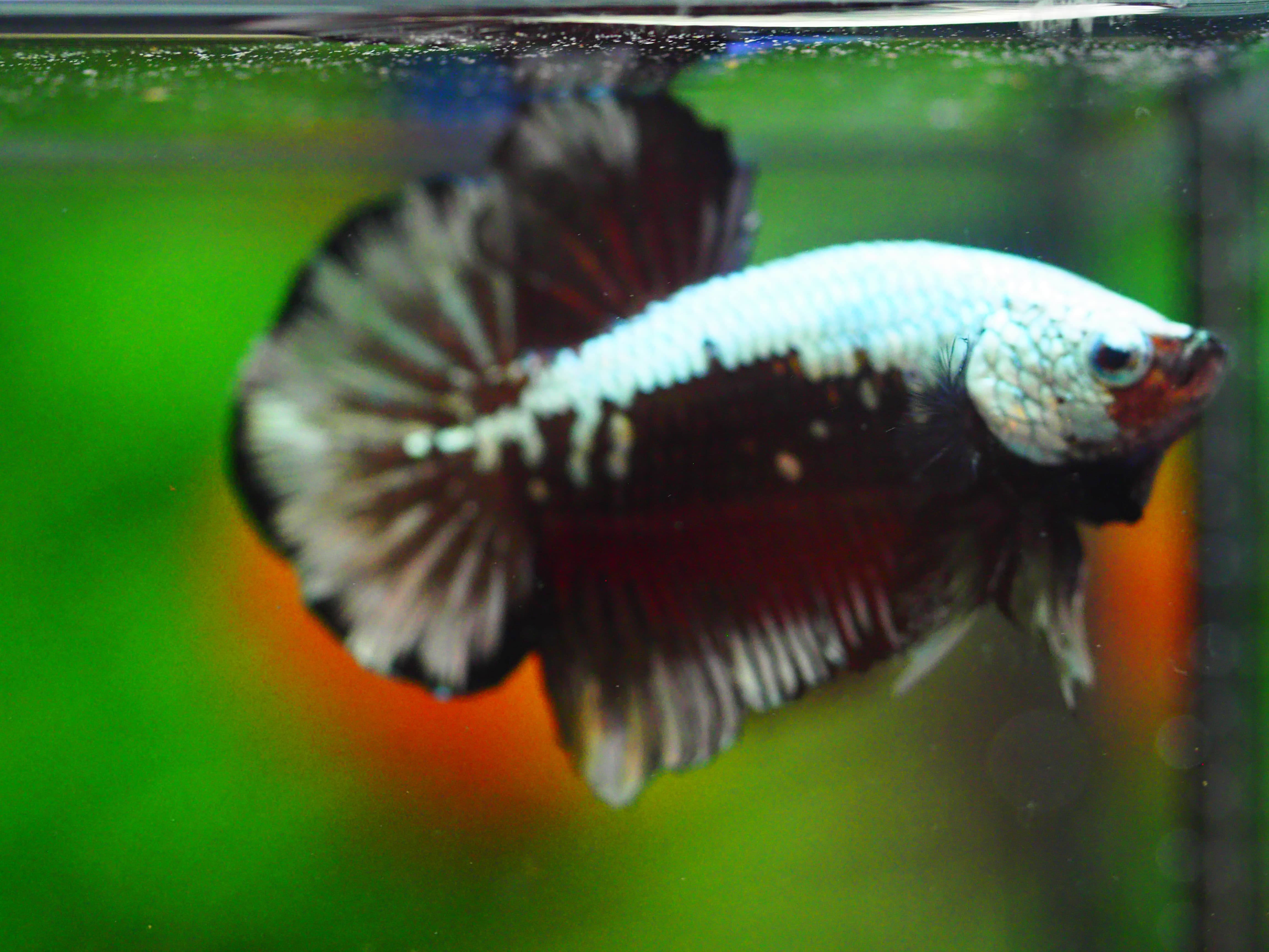 HMPK BLACK DRAGON MALE GRADE A +++