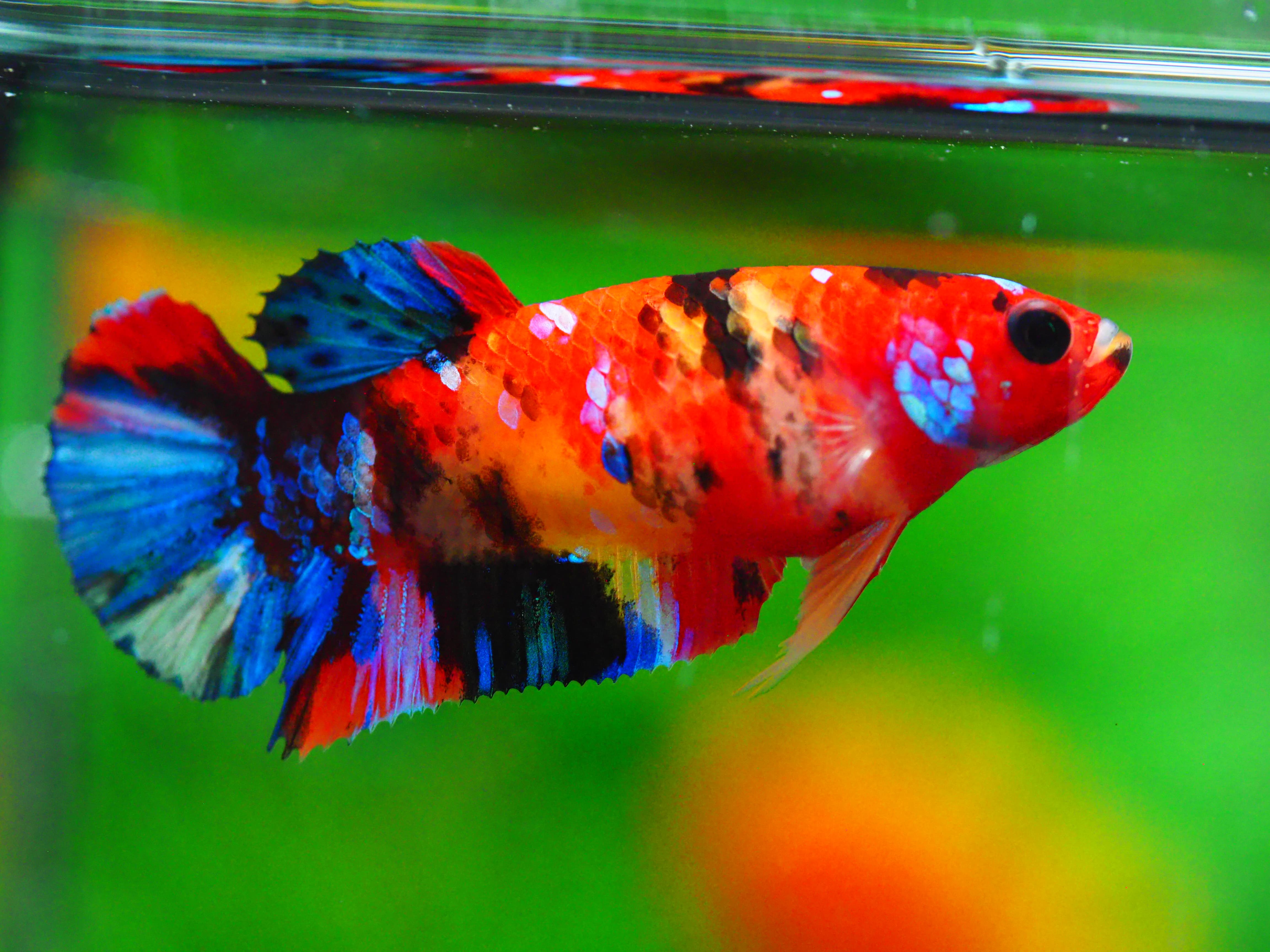 HMPK KOI GALAXY FNMALE GRADE A +++