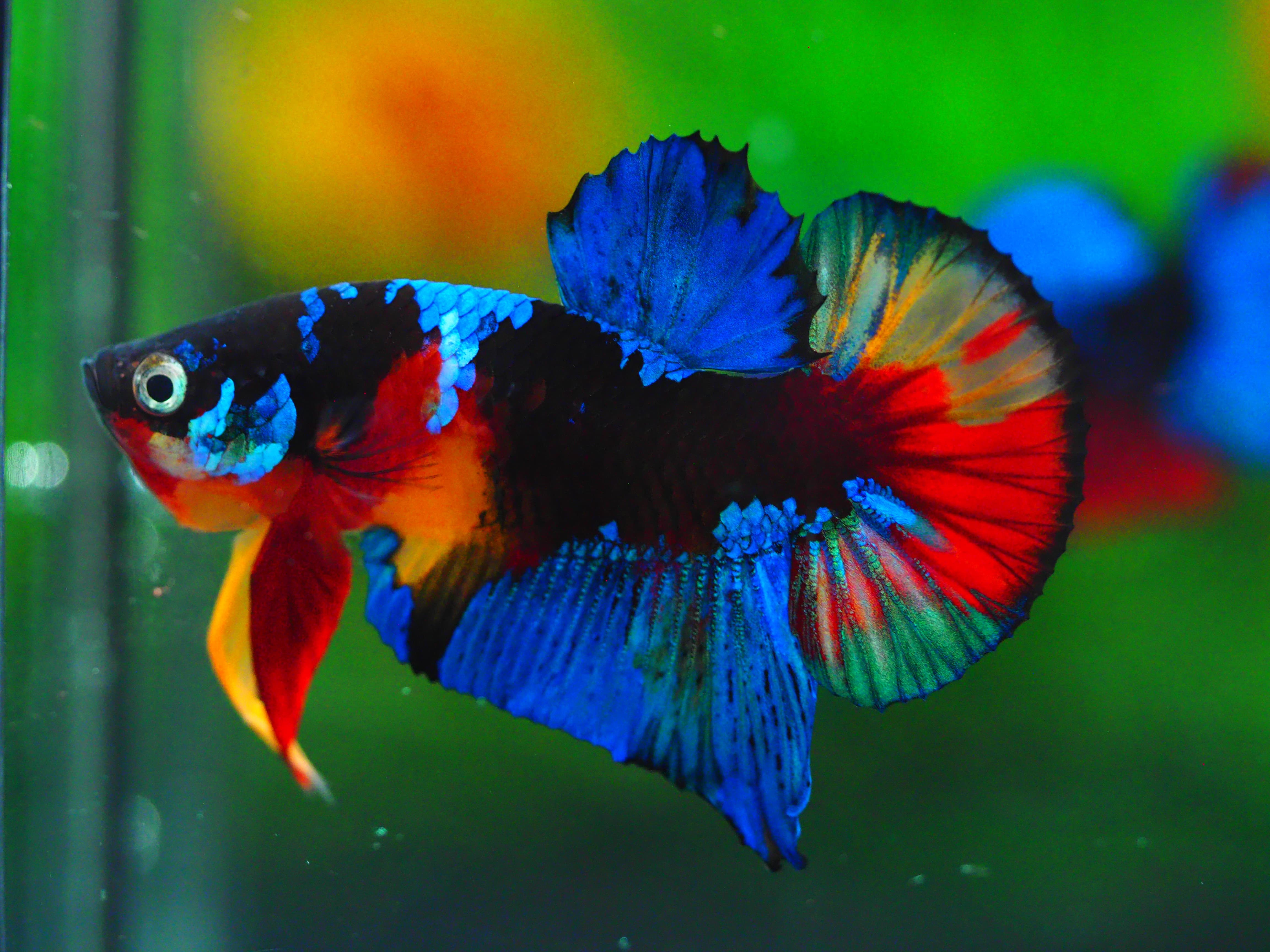 HMPK KOI GALAXY MALE GRADE A +++