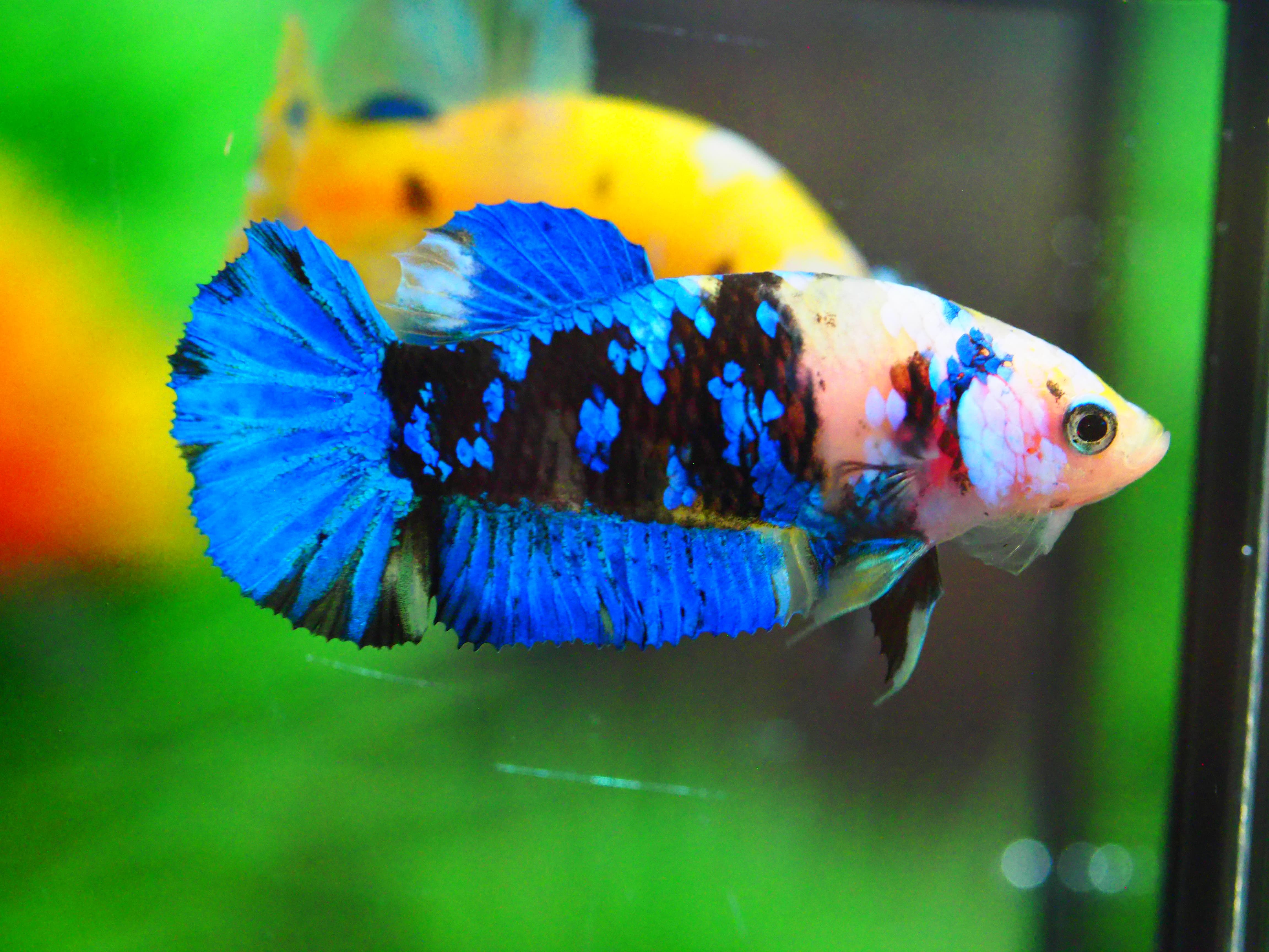 HMPK KOI YELLOW FNMALE GRADE A +++