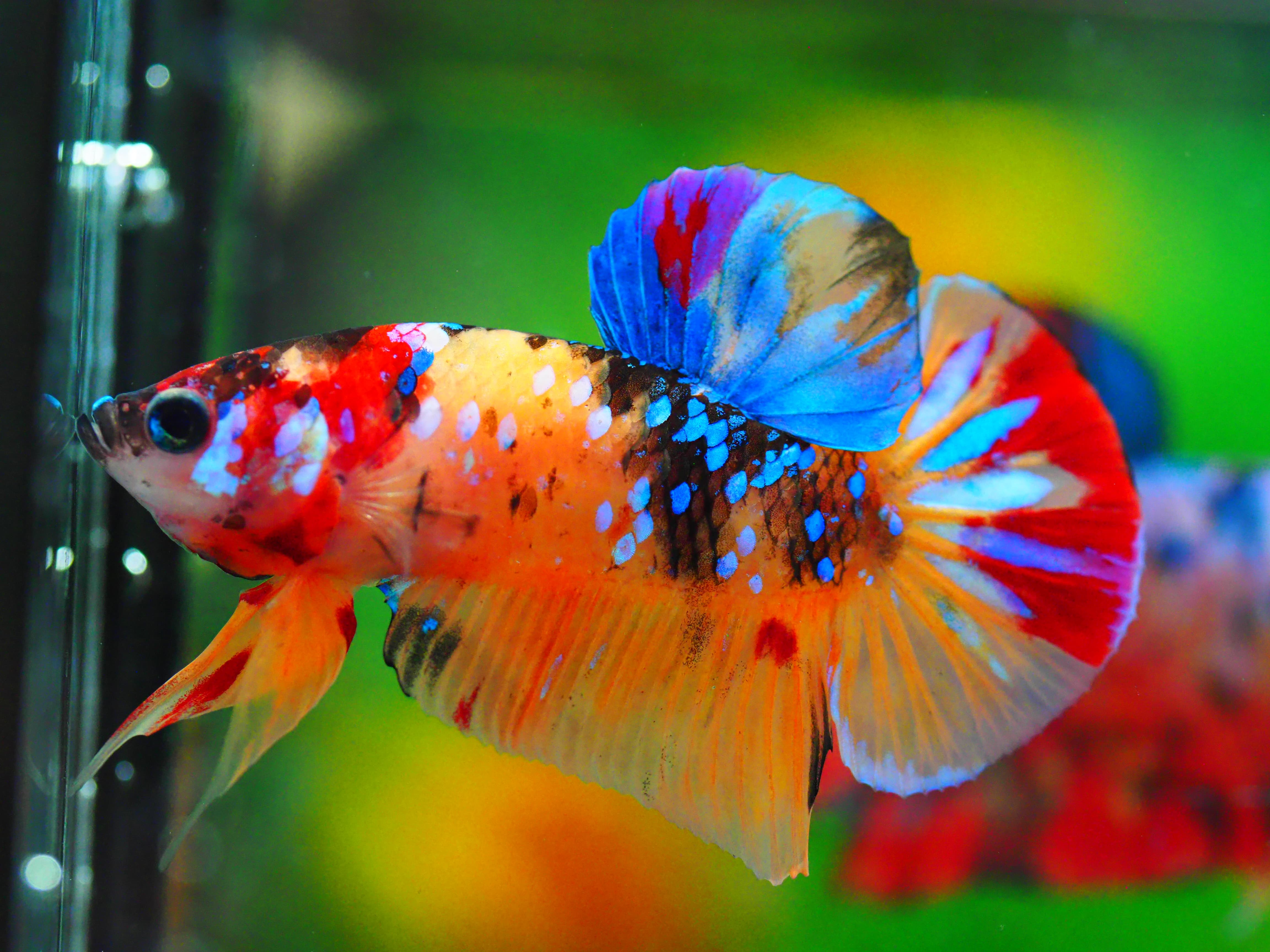 HMPK NEMO GALAXY MALE GRADE A +++