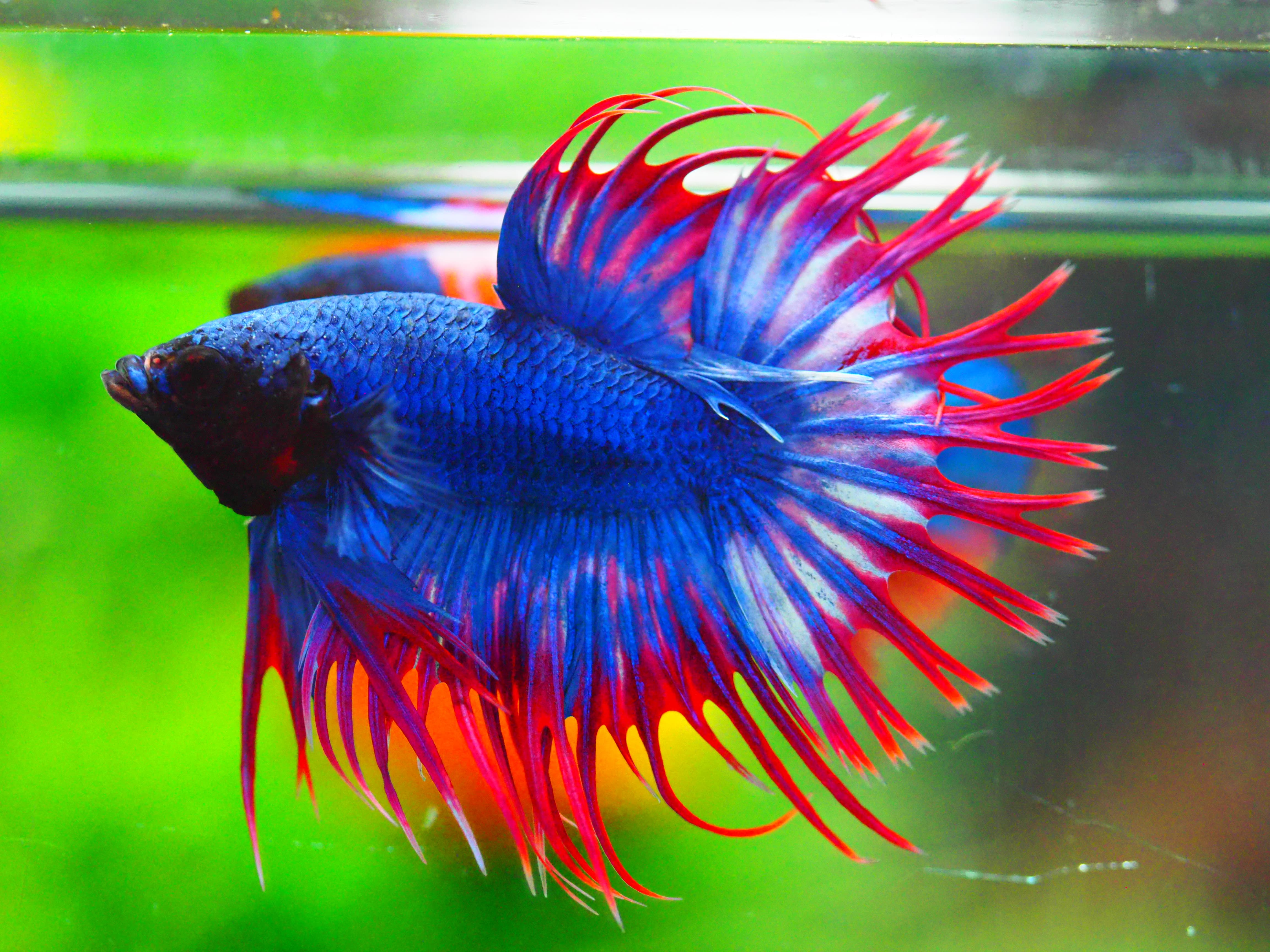 CT FANCY MALE GRADE A +++