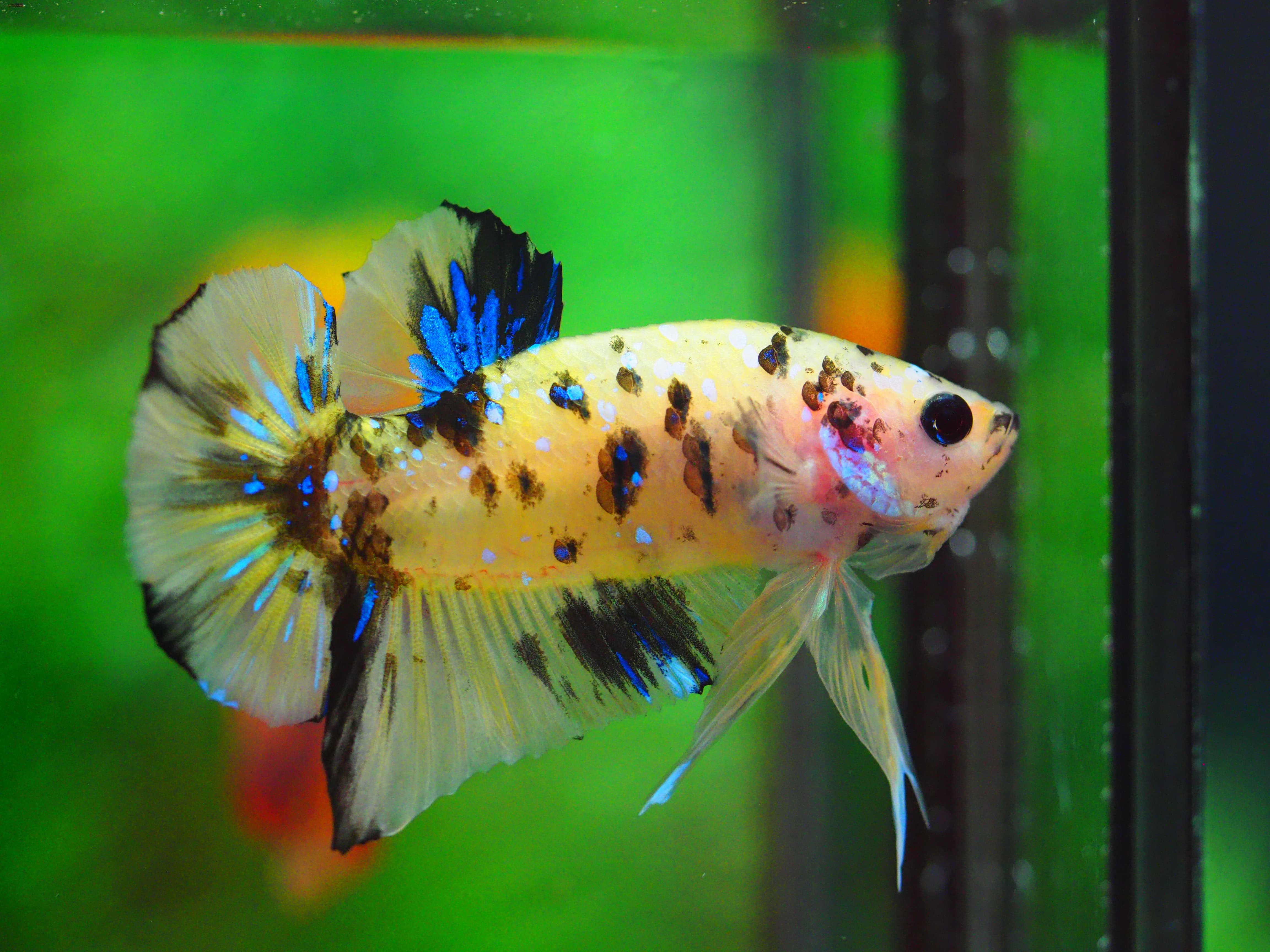 HMPK KOI GALAXY MALE GRADE A++