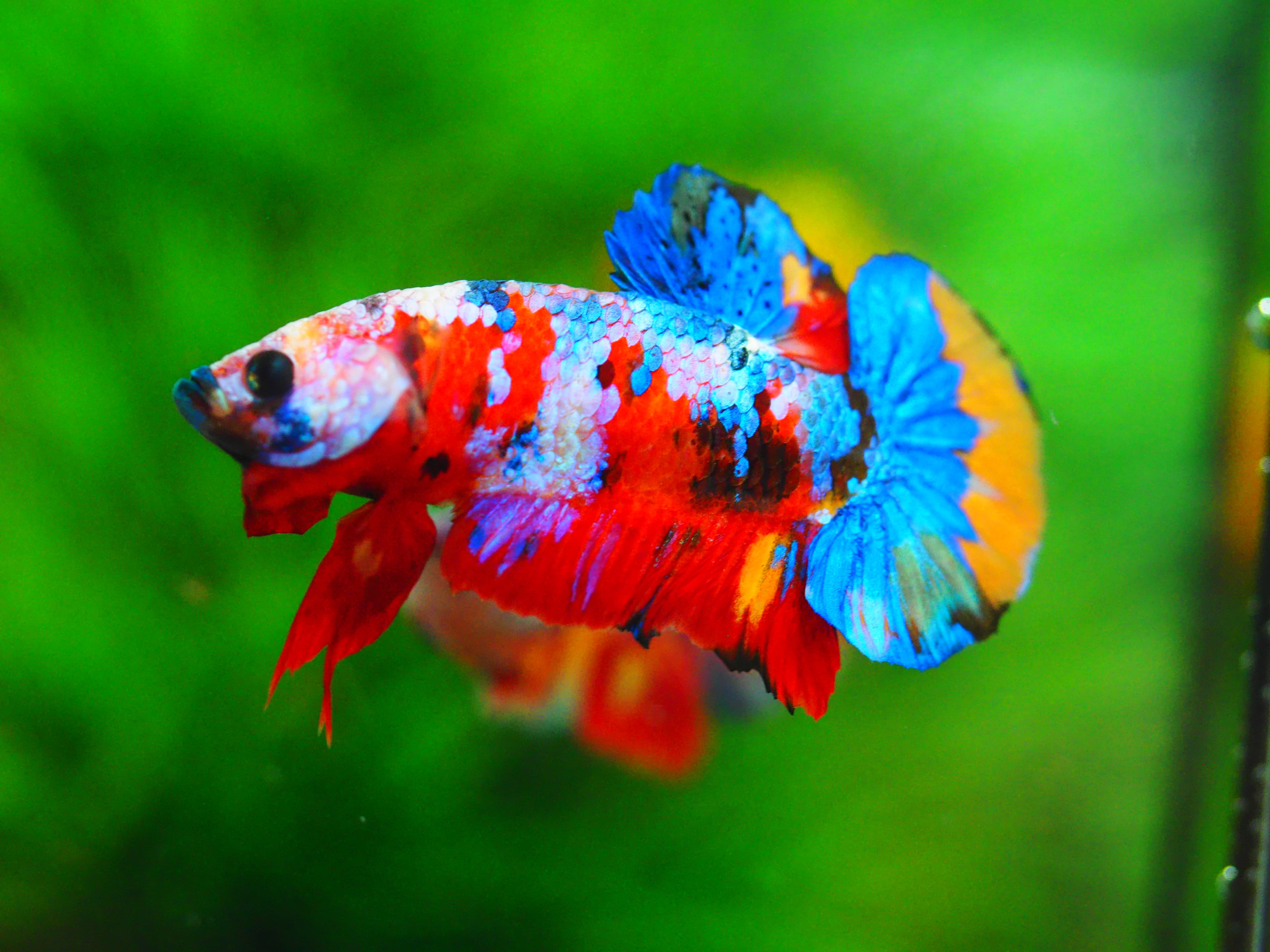 HMPK NEMO GALAXY MALE GRADE A++