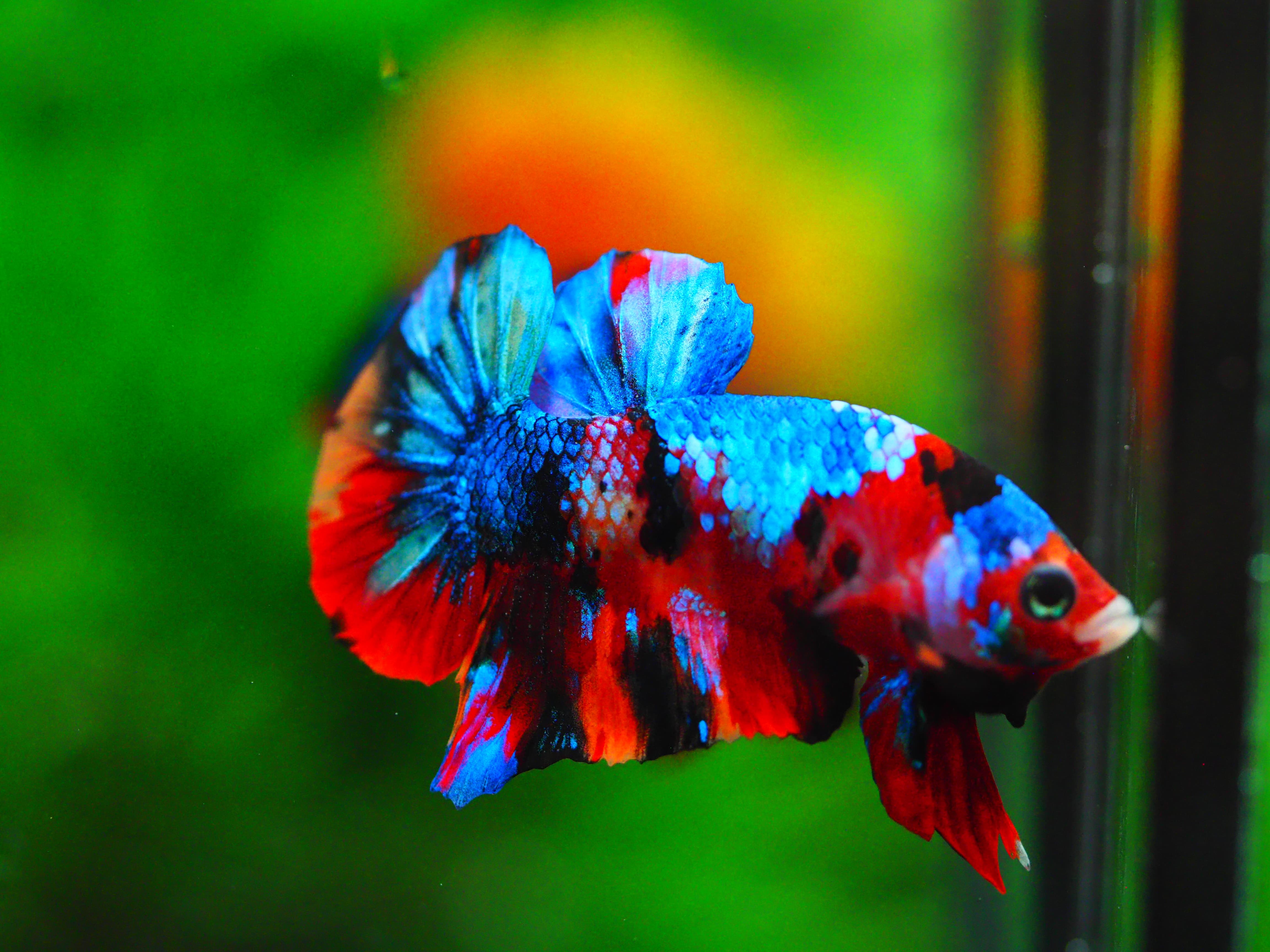 HMPK KOI GALAXY MALE GRADE A +++