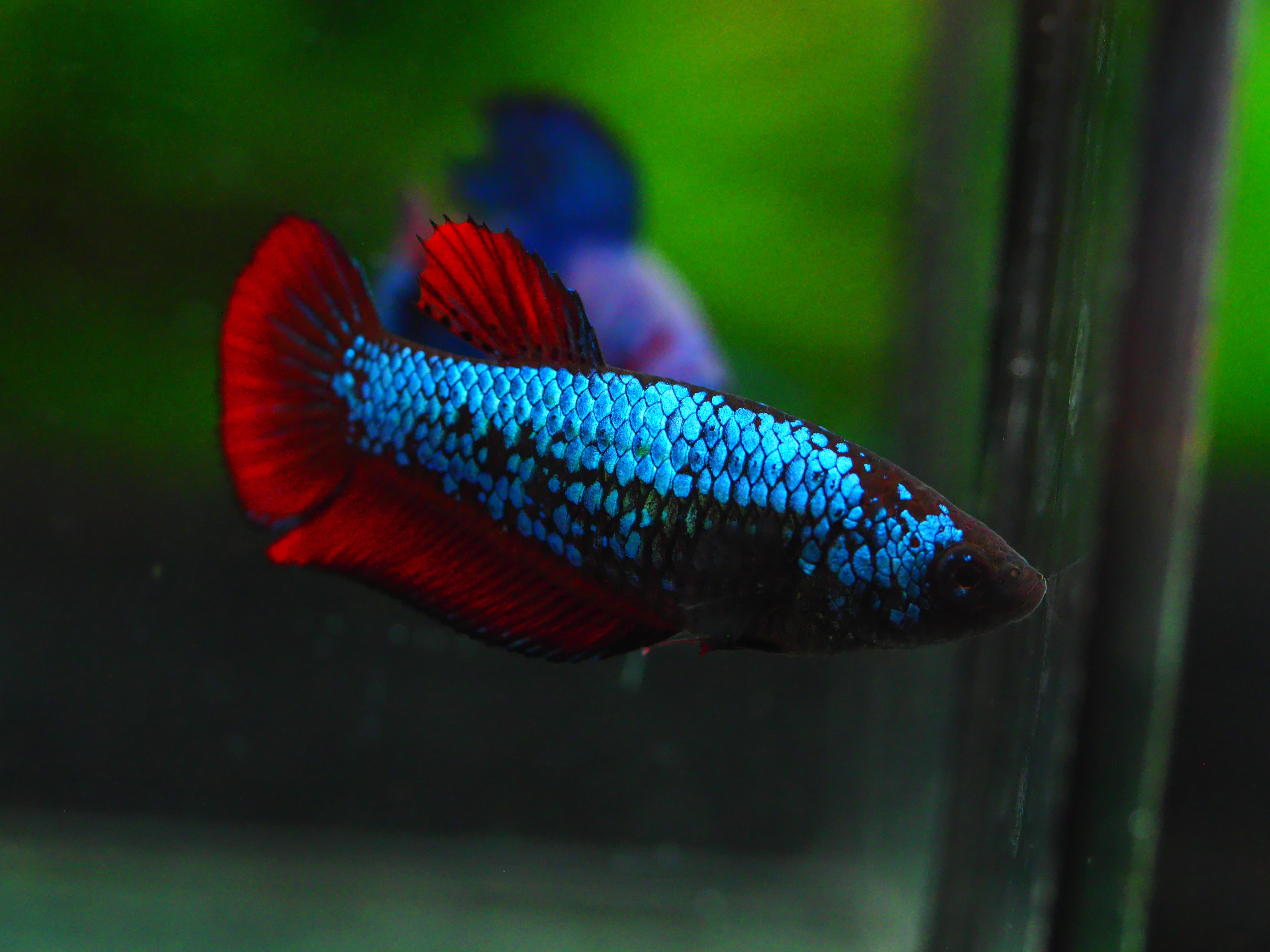 HMPK FANCY FEMALE GRADE A +++