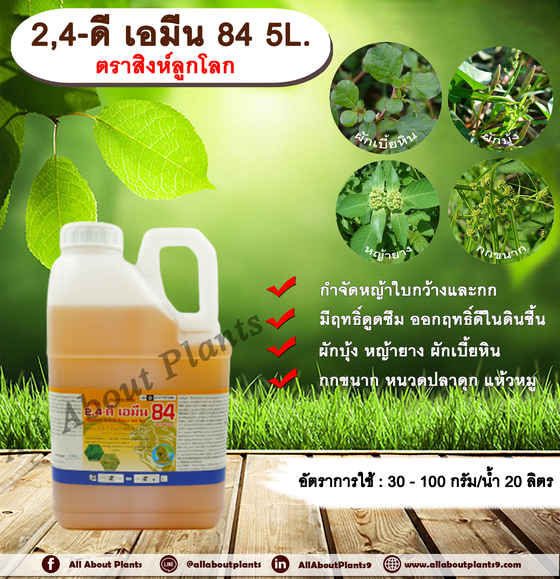 2,4-ดี เอมีน 84 5L. ตราสิงห์ลูกโลก 24ดี ไดเมทิลแอมโมเนียม ทูโฟดี สารกำจัดหญ้า กำจัดวัชพืช แบบดูดซึม ใบกว้าง และกก กำจัดหญ้ายาง ผักบุ้ง ผักโขม ผักเบี้ยหิน เครือ สะอึก กกขนาก แห้วหมู หนวดปลาดุก allaboutplants ชิ้น