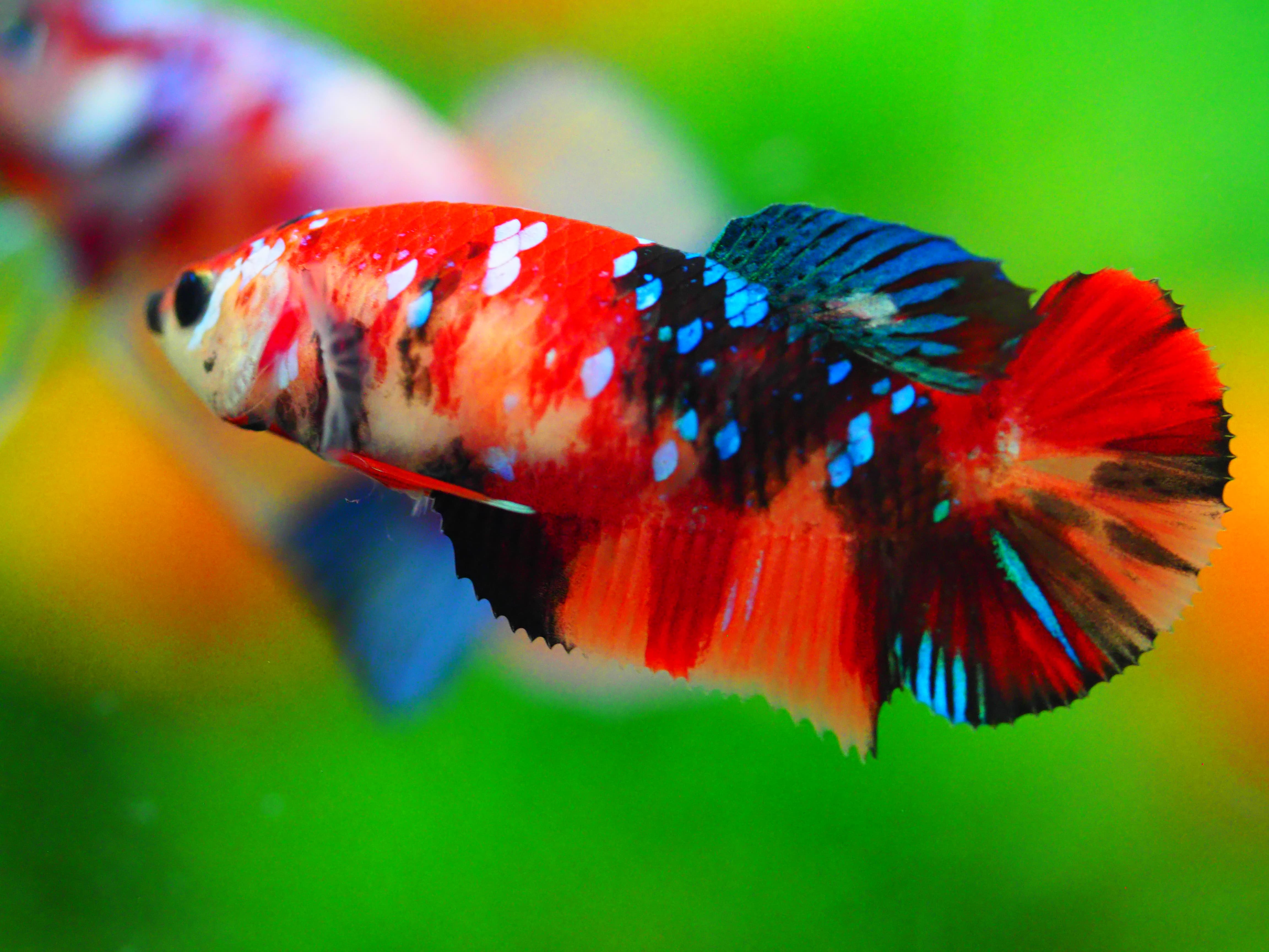 HMPK KOI GALAXY FNMALE GRADE A +++