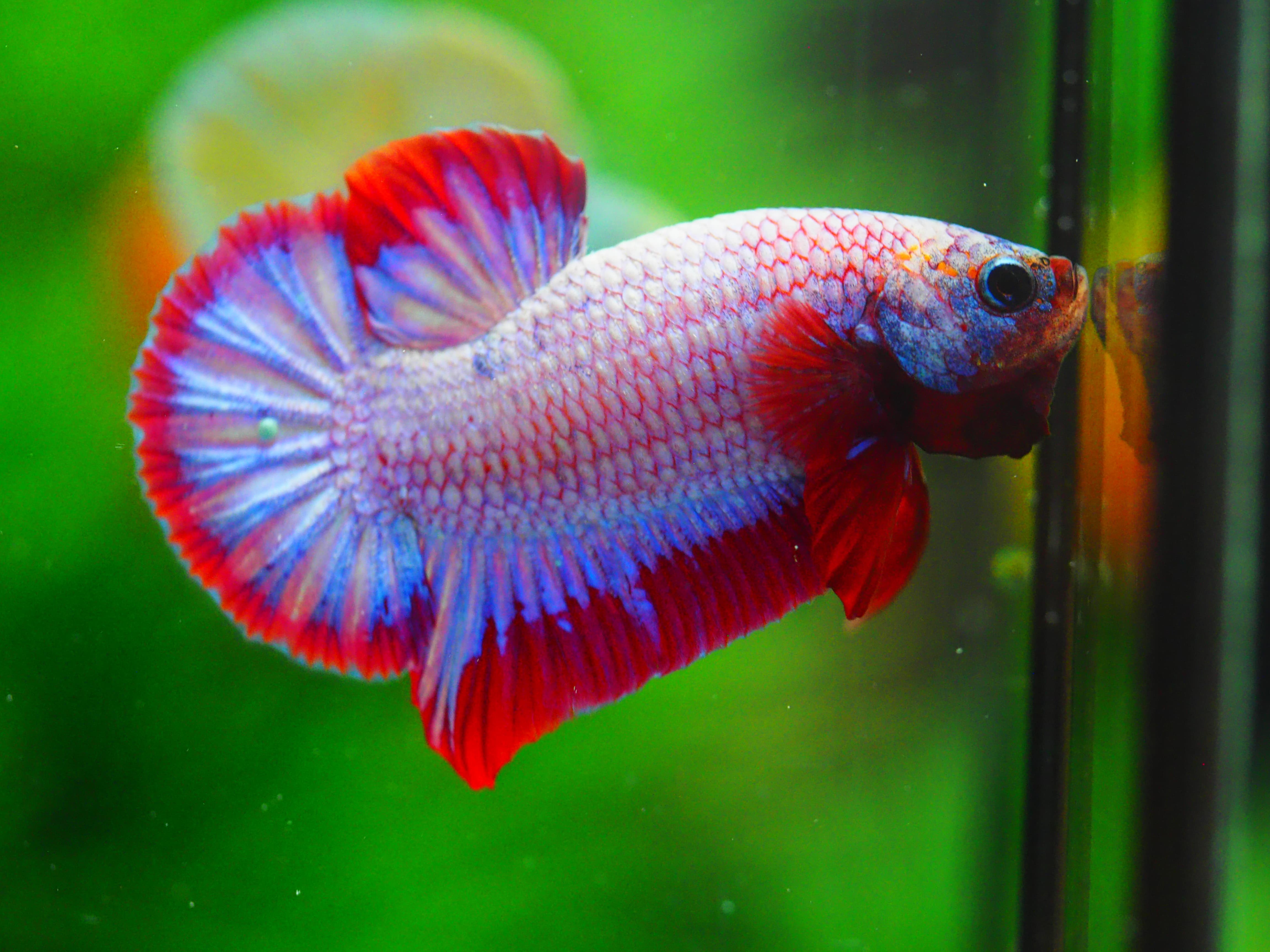 HMPK FANCY MALE GRADE A+++