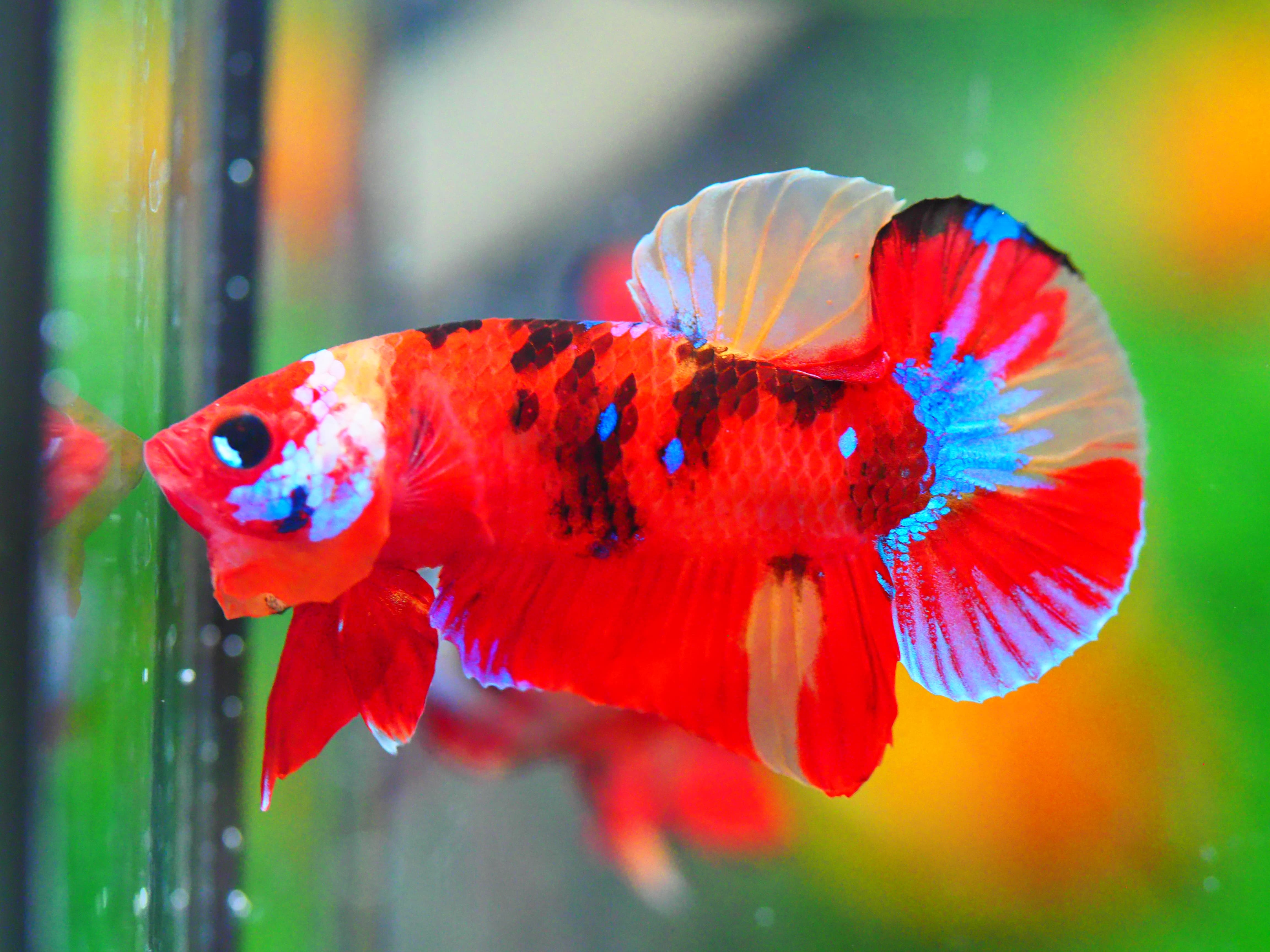 HMPK NEMO GALAXY MALE GRADE A +++