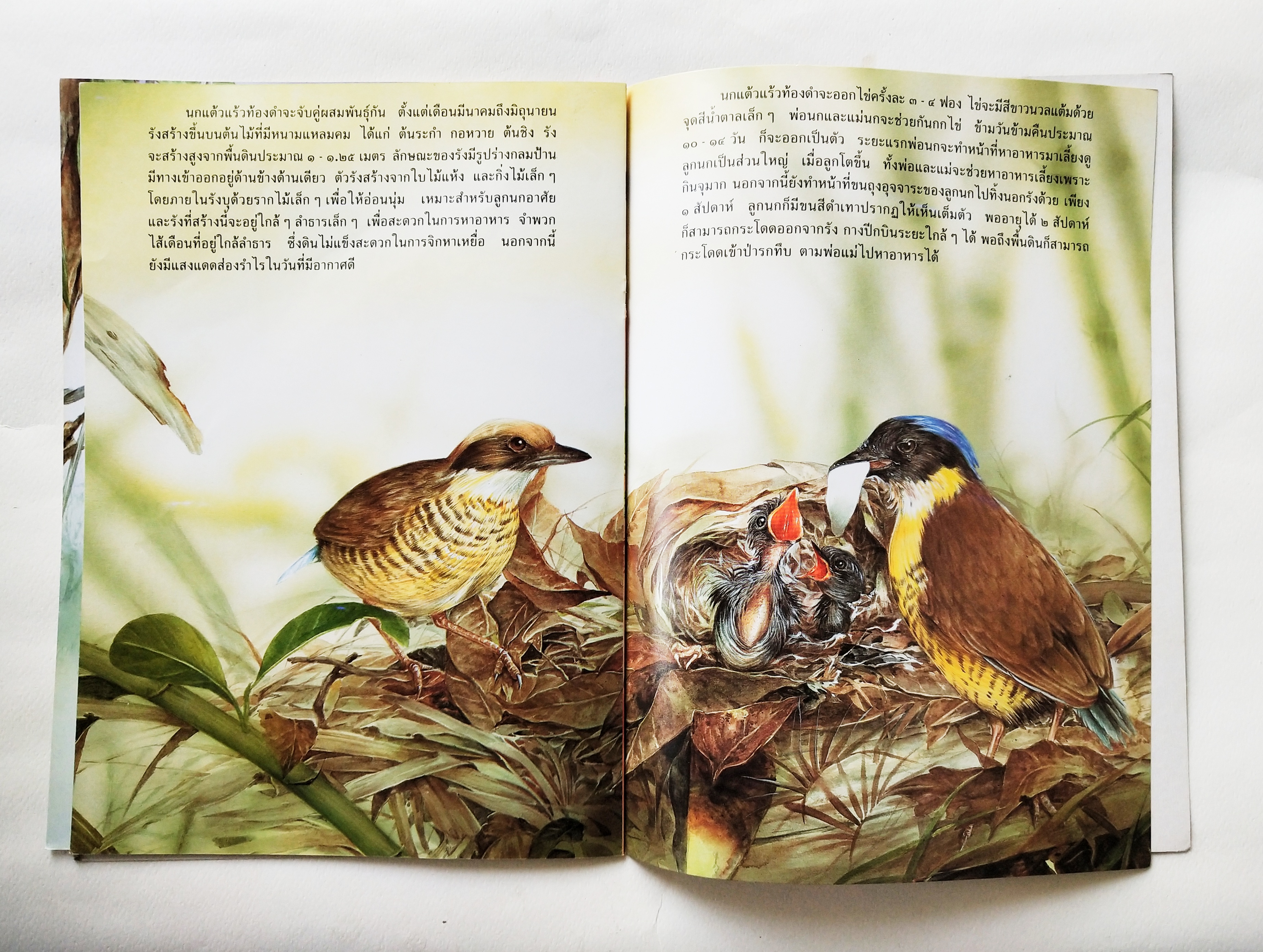 หนังสือสารคดีภาพสวย ** แม็กเย็บตัวบนชำรุด ตามภาพ,ชีวิตนกที่มีอยู่ในเมืองไทย หายากที่สุดในโลก "นกแตัวแร้วท้องดำ" สัตว์โลกที่เกือบจะสูญพันธุ์ *** มีสติ๊กเกอร์ติดด้านล่างของปก วาว เจ้าพระยา เขียนเรื่อง,นพดล อิทธิพงศ์สกุล เขียนภาพ