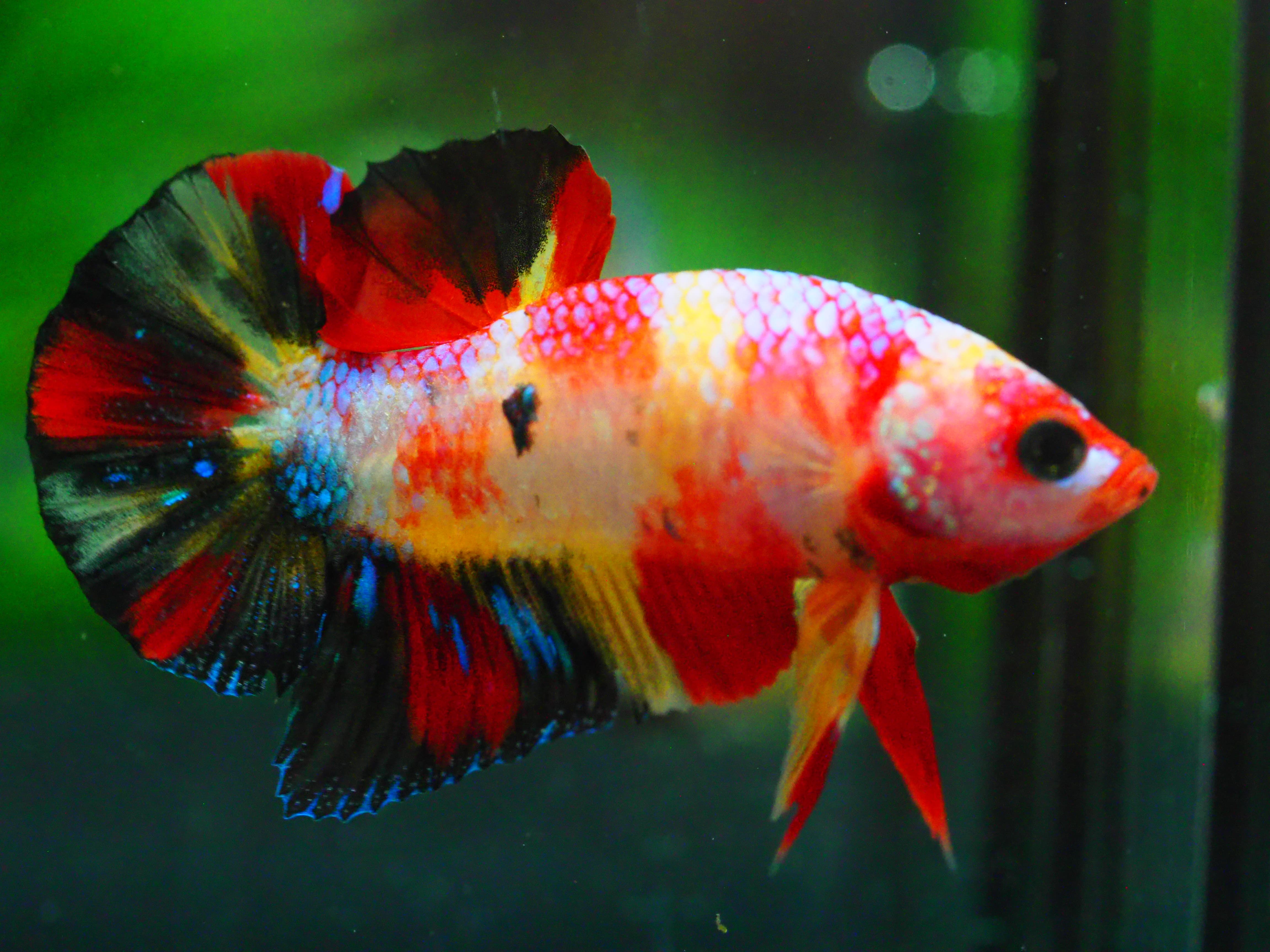 HMPK NEMO GALAXY MALE GRADE A +++